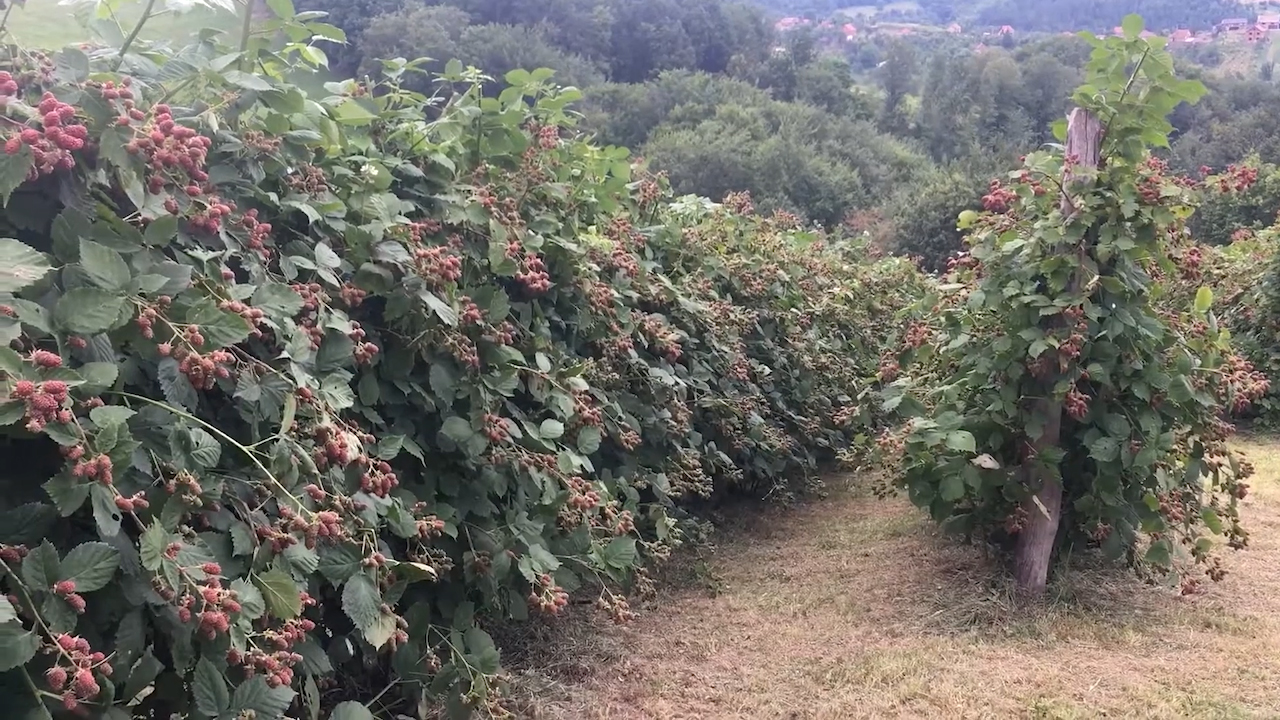 Organic konkurs otvoren do 20. aprila