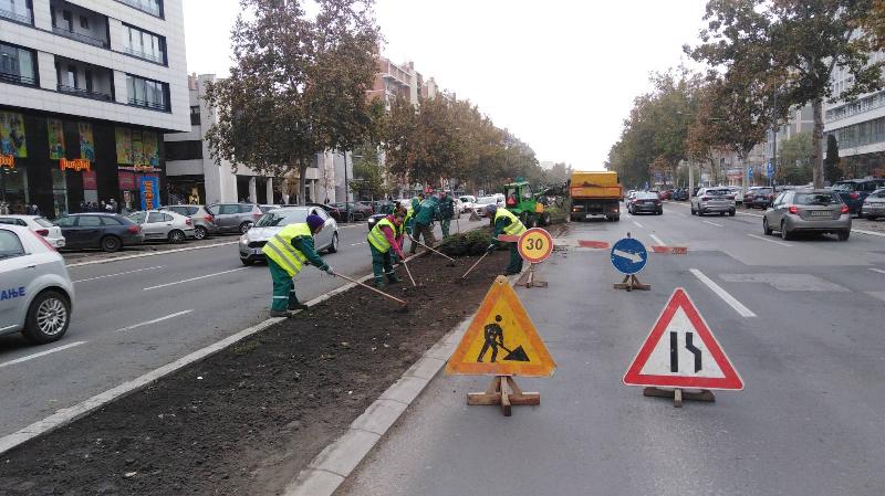 Novi zasadi drveća za zeleni Novi Sad