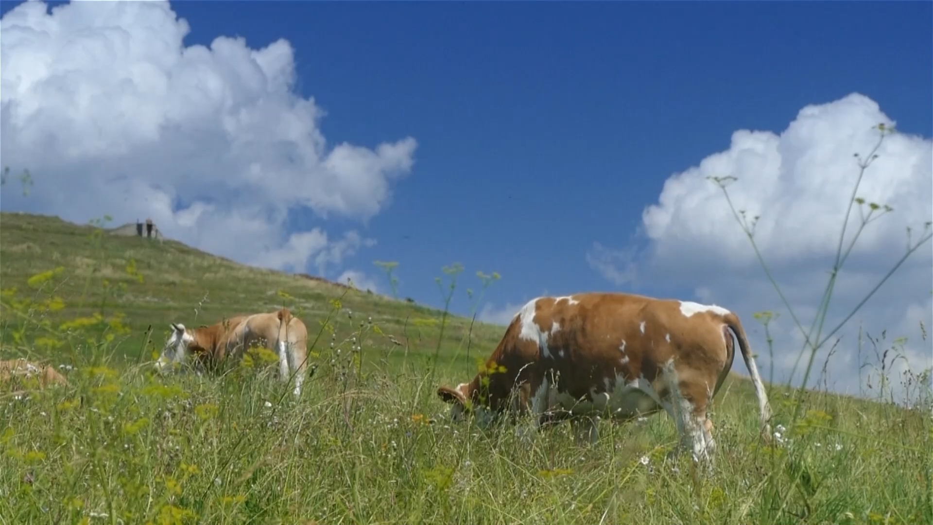 Izbor hrane za muzna grla