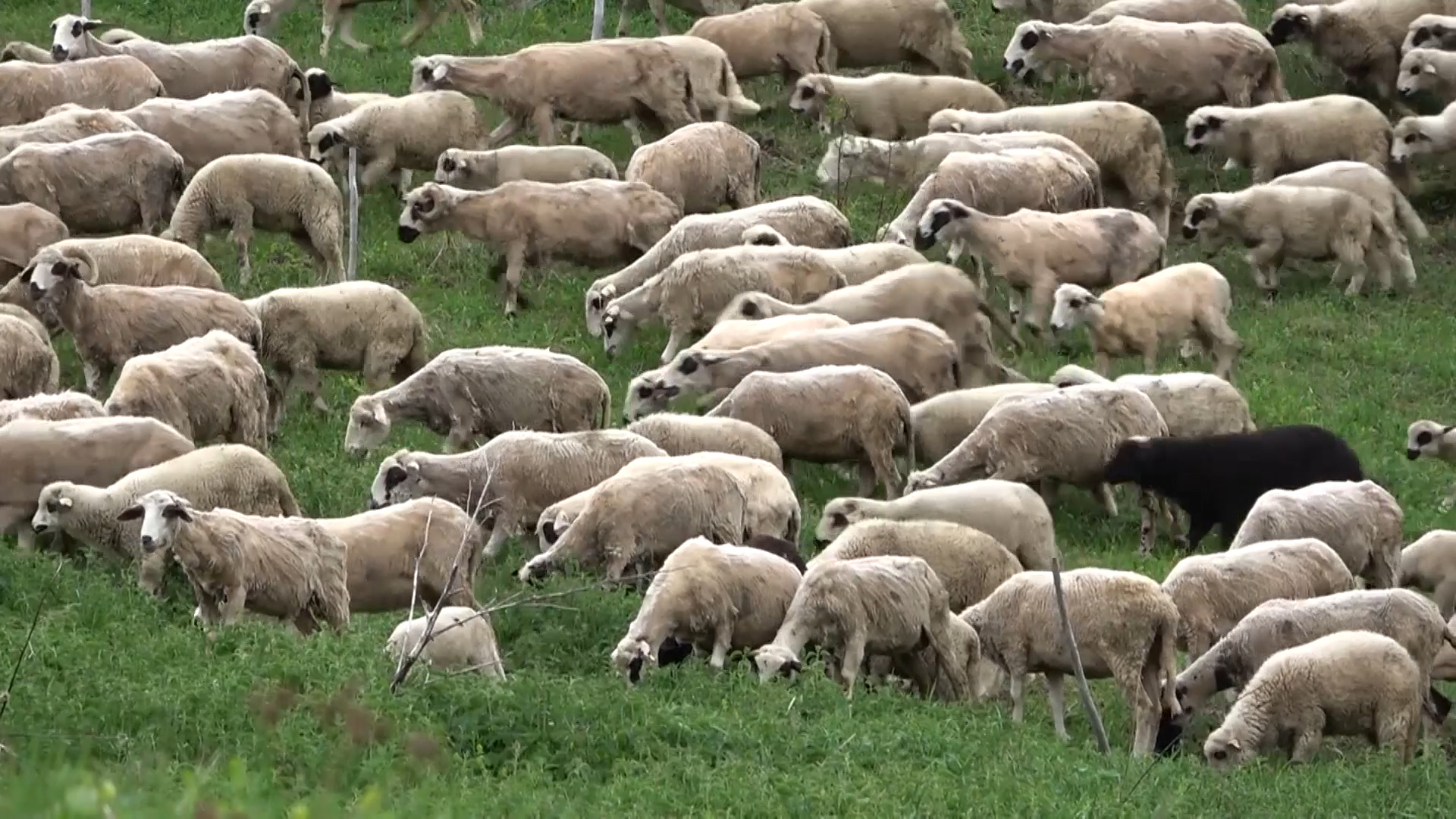 Sve teže se dolazi do posla ovčara