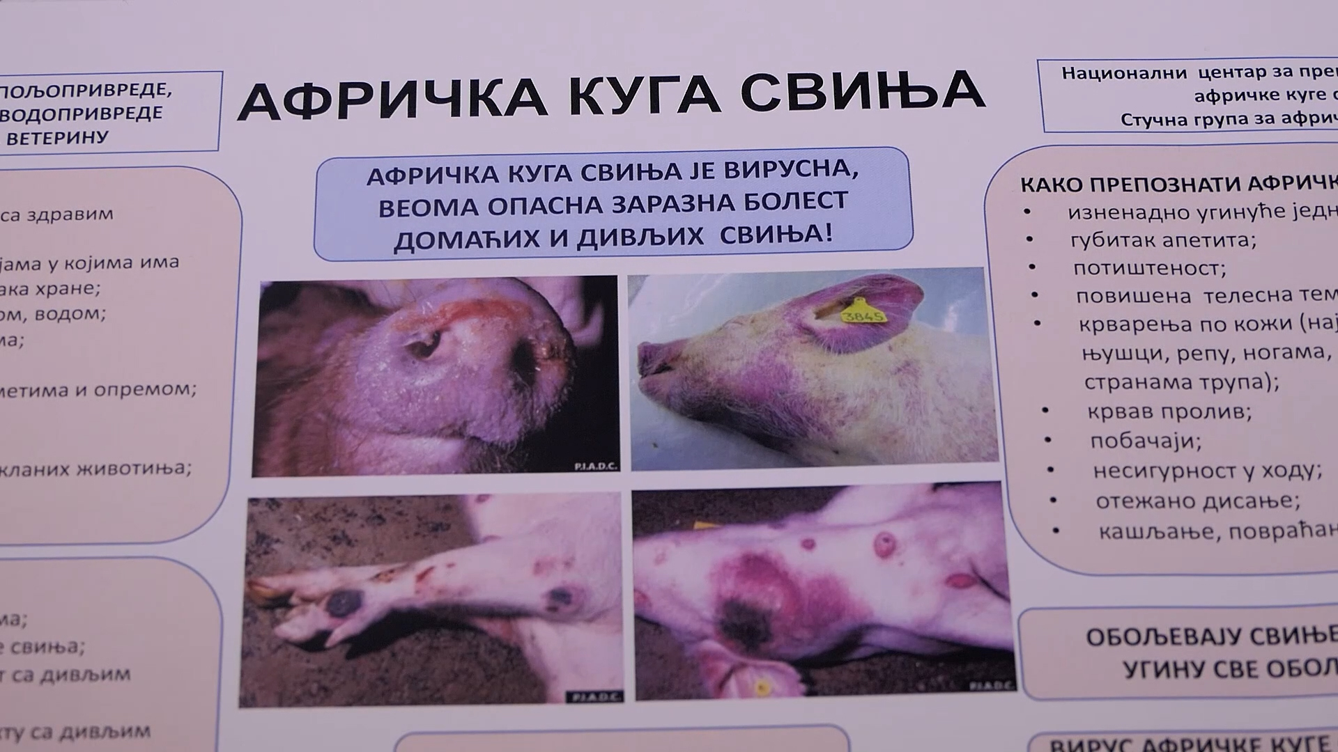 Afrička kuga svinja ne jenjava