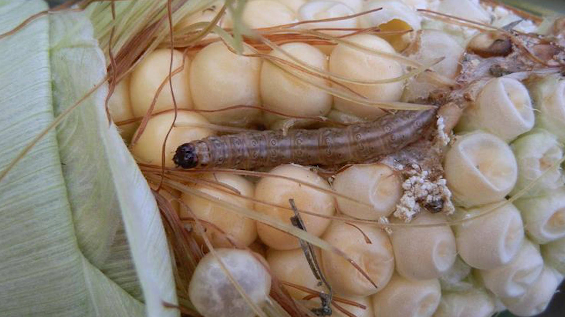 Vreme je za primenu insekticida