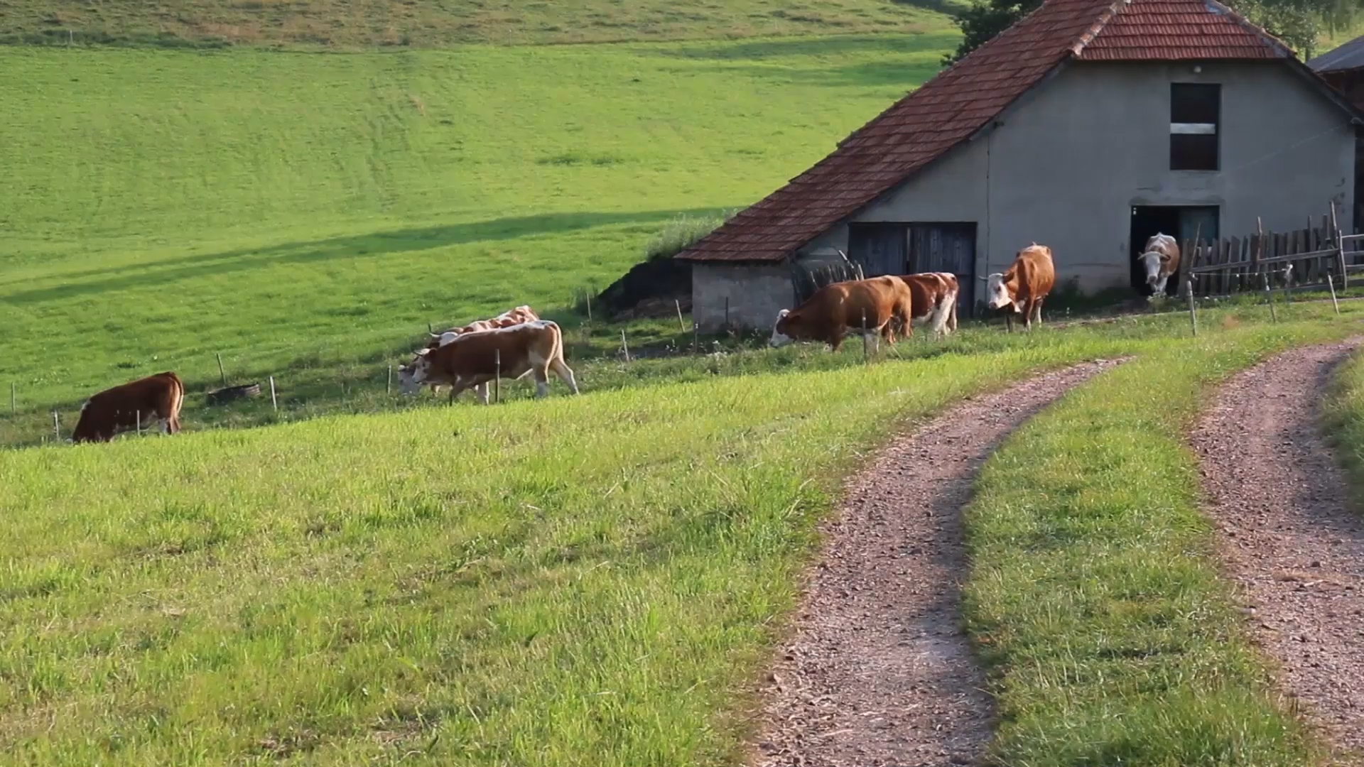 Srpska nabavlja krave radi povećanja proizvodnje mleka