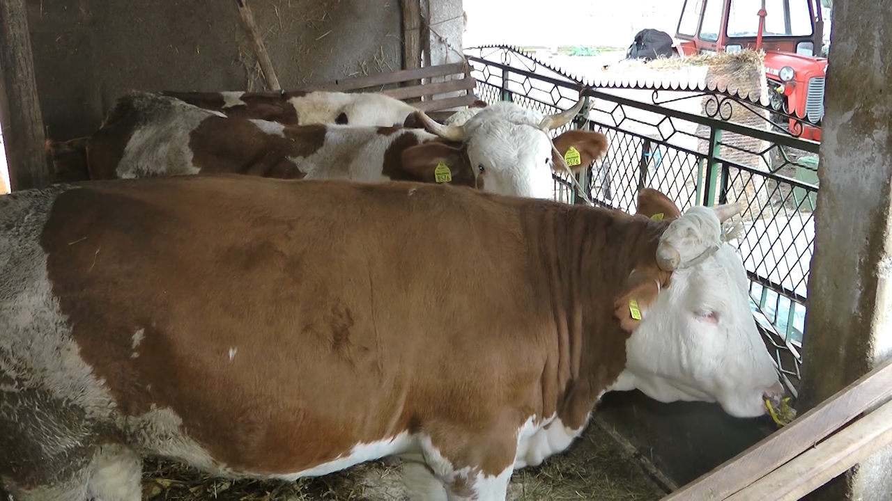 Oprezno s upotrebom antibiotika u veterini