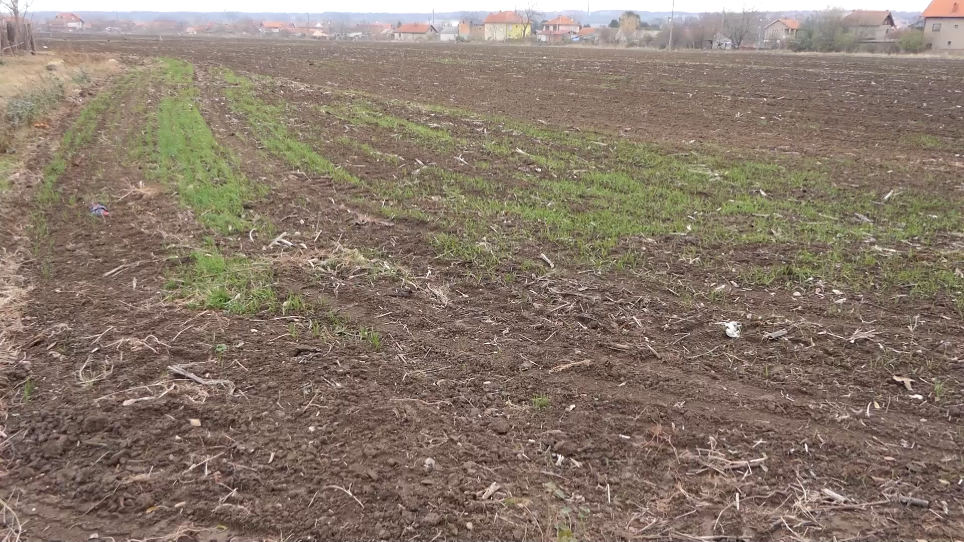 U usevima ječma registrovana mrežasta pegavost