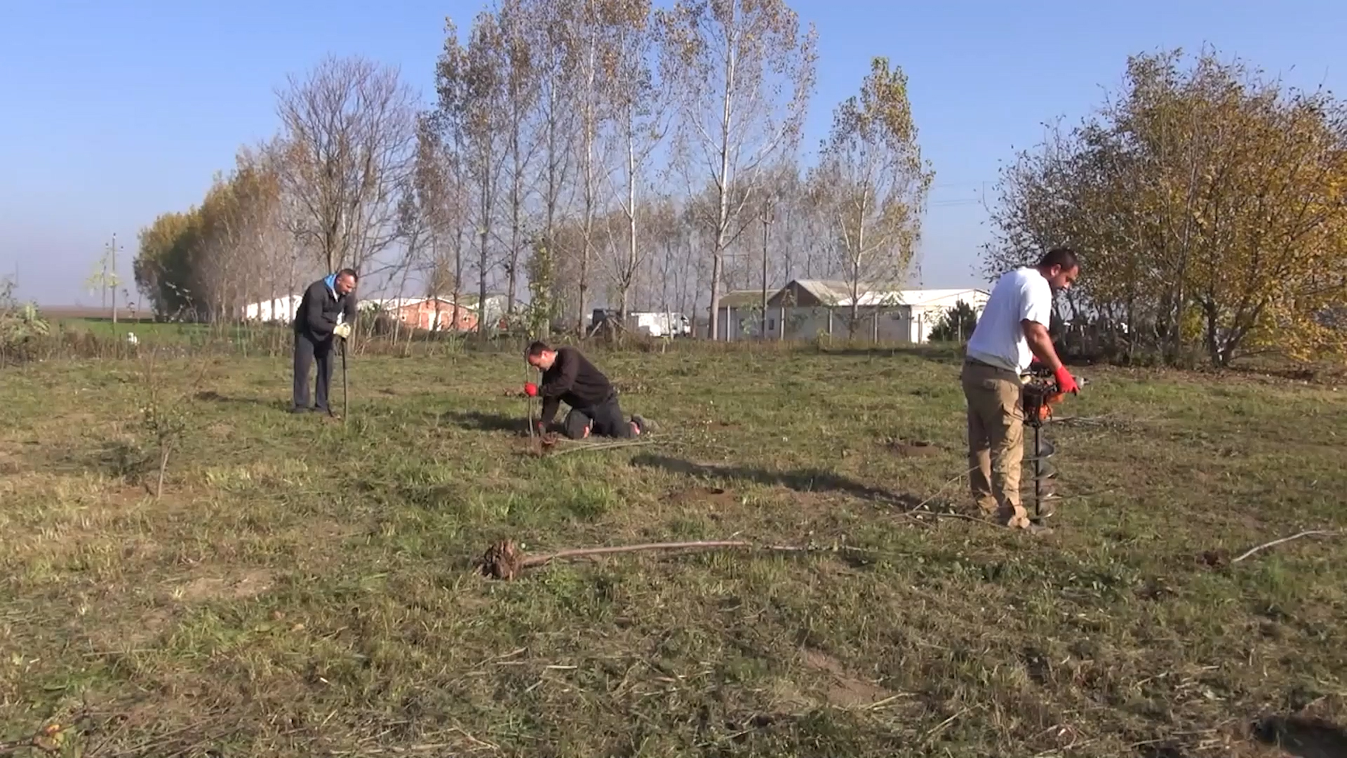 Niče vetrozaštitni pojas u Golubincima