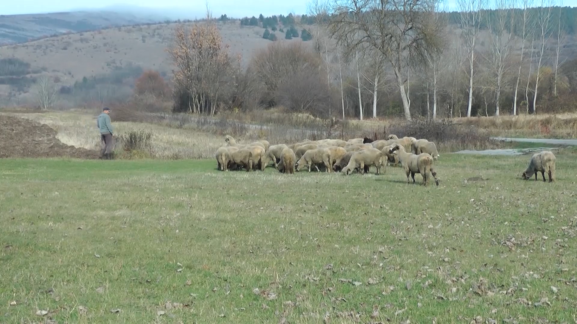 Ishrana ovaca odlučuje o kvalitetu i dobiti