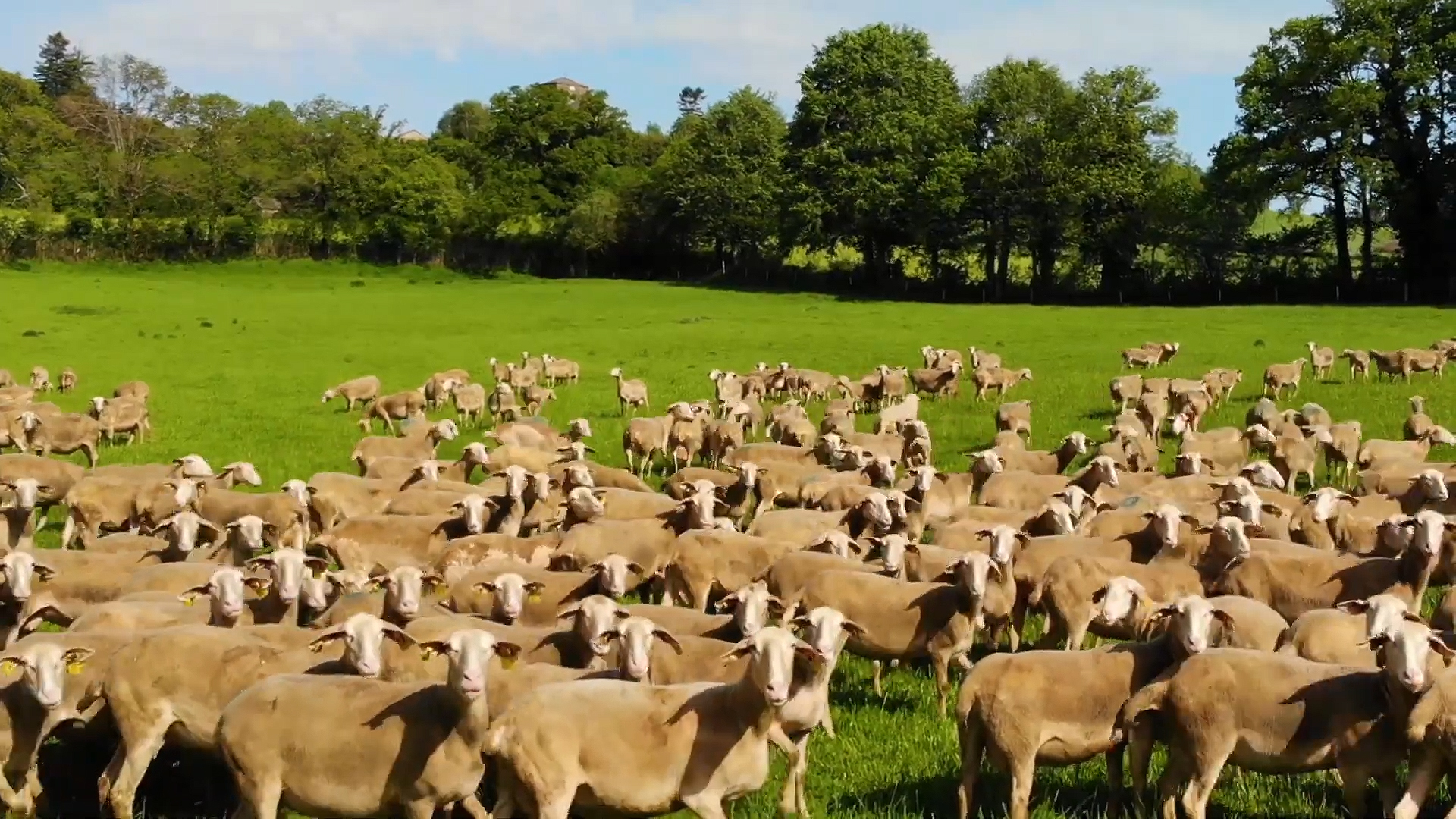 Nova mlečna rasa ovaca uskoro u Čurugu