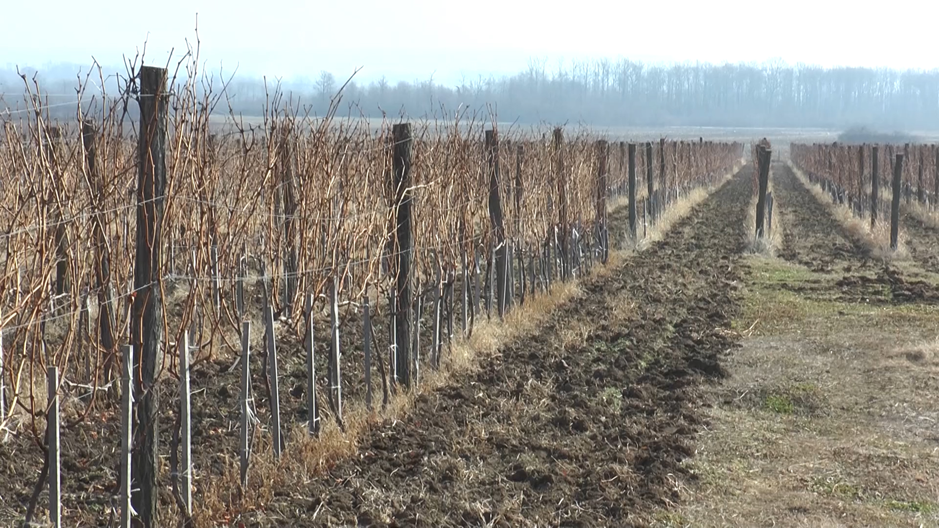 Počela zimska rezidba vinograda