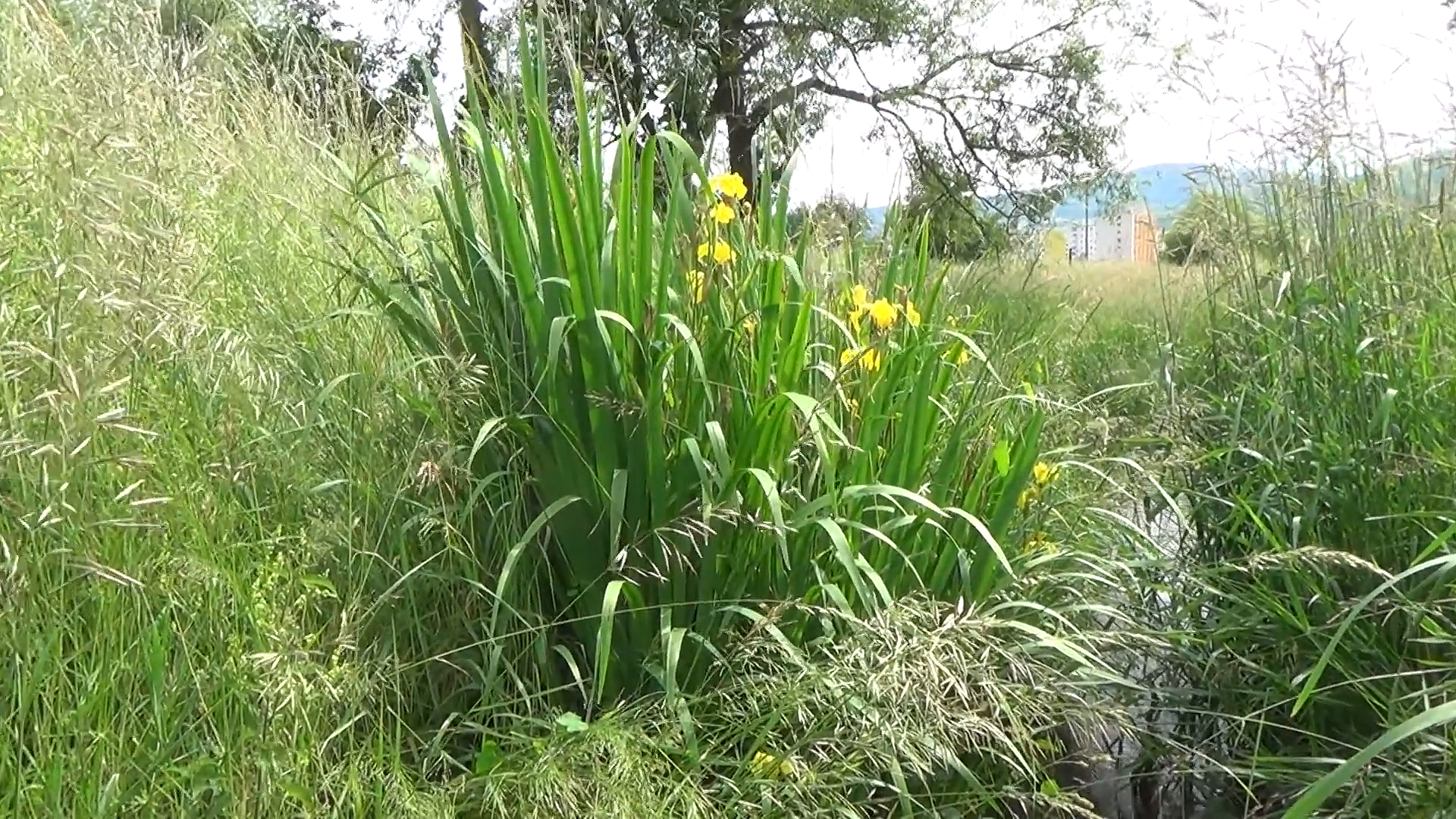 Objavljena zabrana sakupljanja zaštićenih vrsta flore i faune