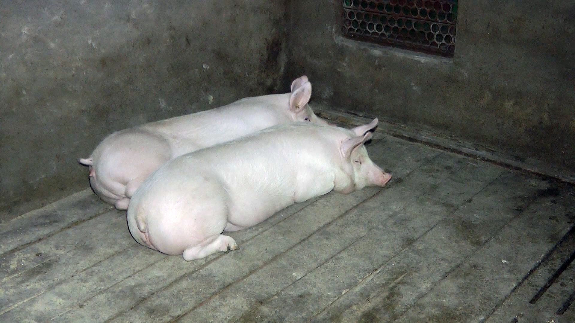 Žarište zaraze u Mrčajevcima, nema mesta panici