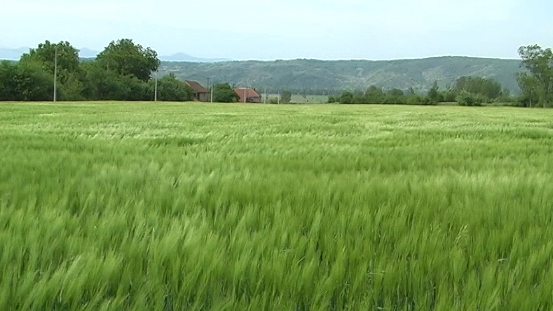 Cvetanje ječma, rizik od fuzarioze klasa