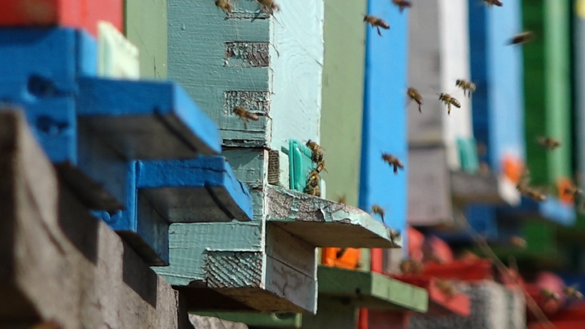 Teška godina za pčelare u Srpskoj