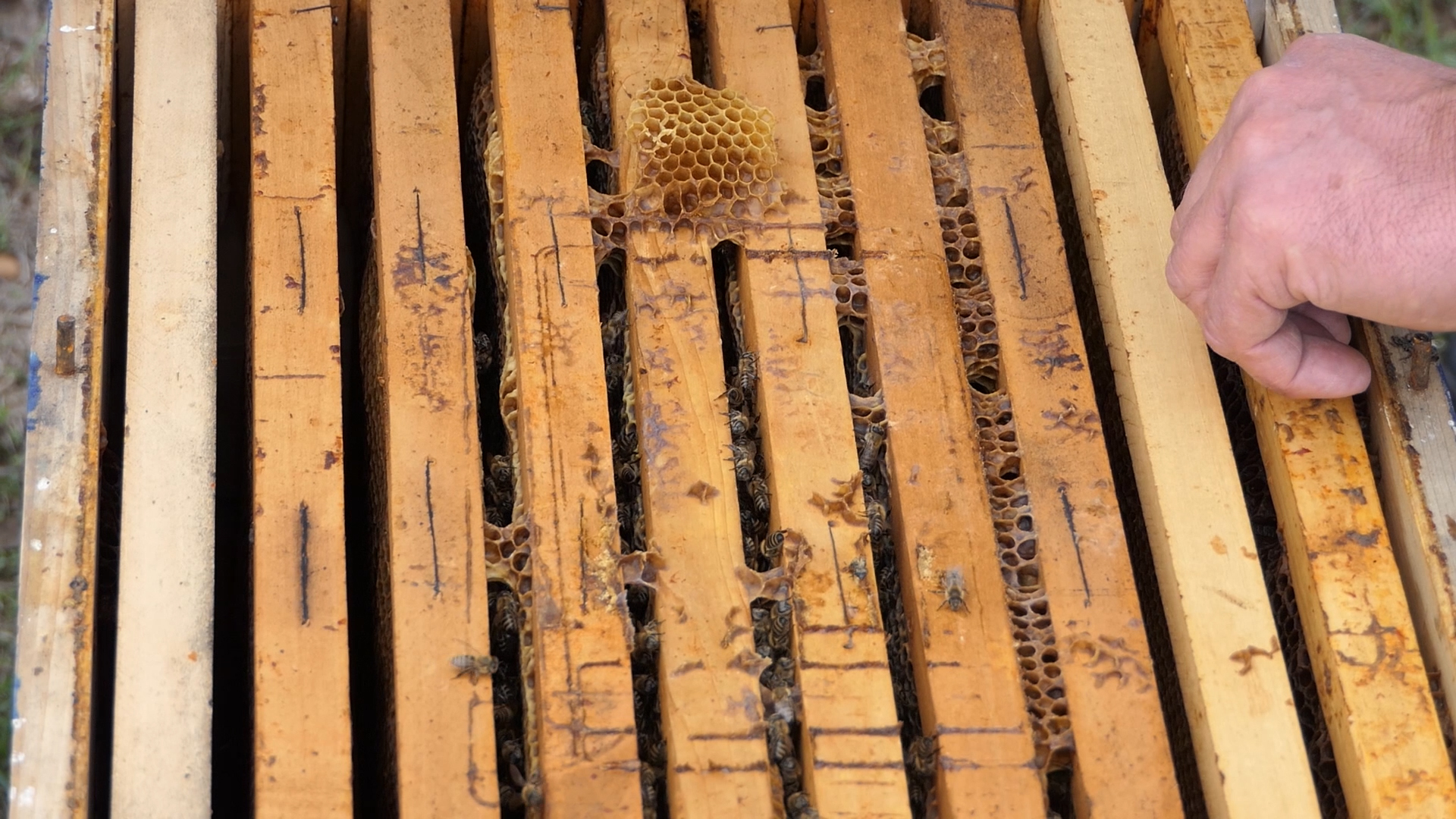 Radovi u pčelinjaku u septembru