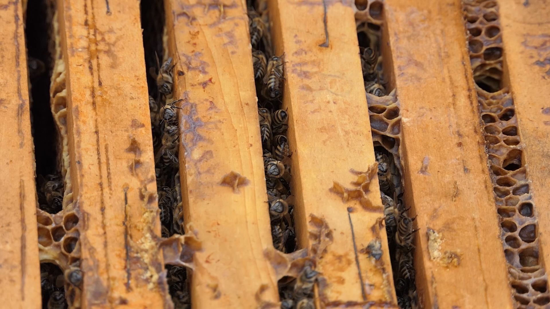 U toku priprema pčelinjih društava za ulazak u zimu