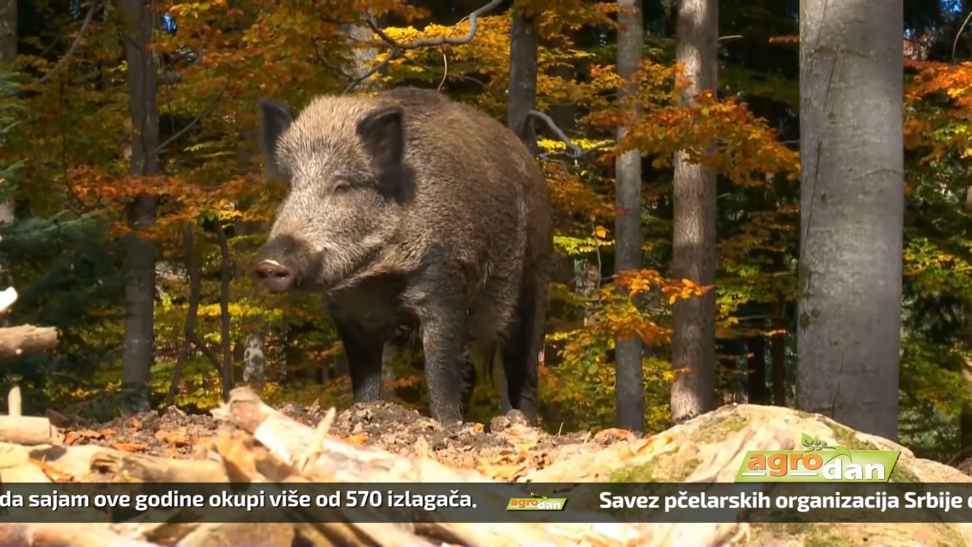 Agro DAN – ponedeljak, 23.10.2023.