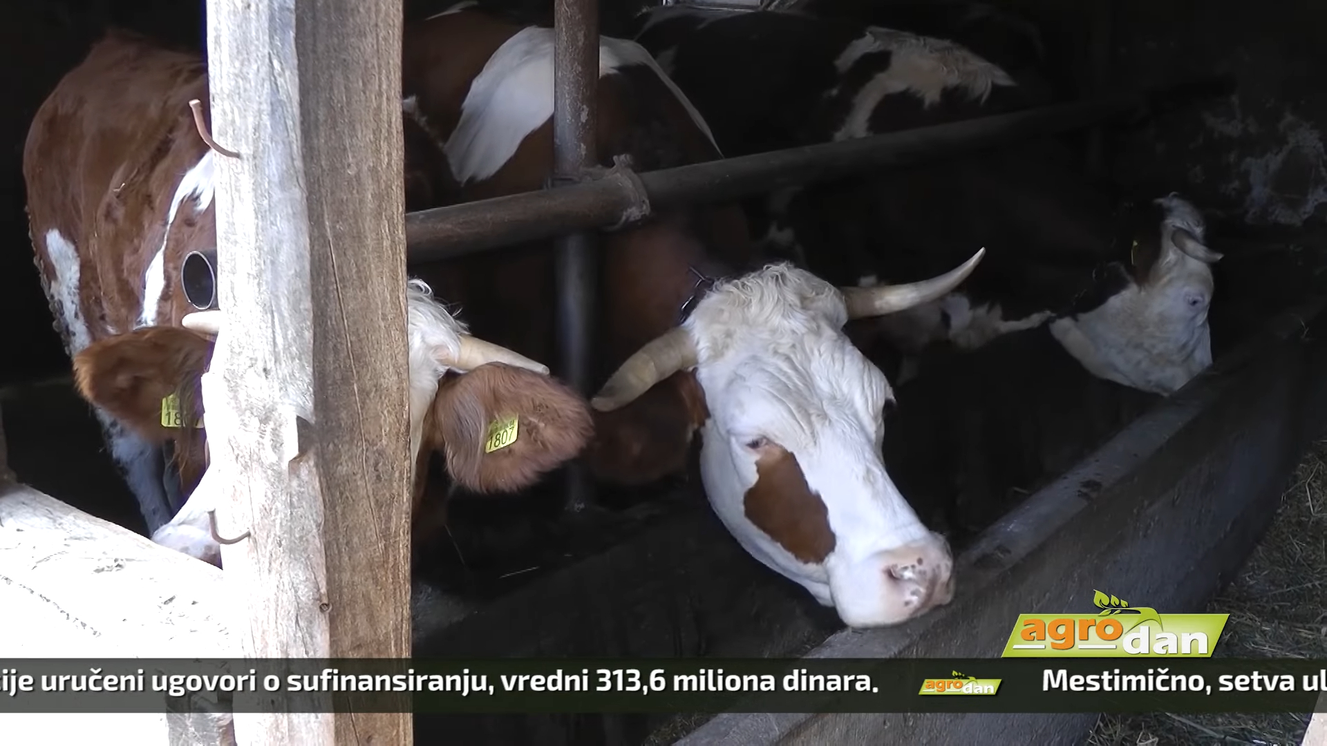 Agro DAN – utorak, 24.10.2023.