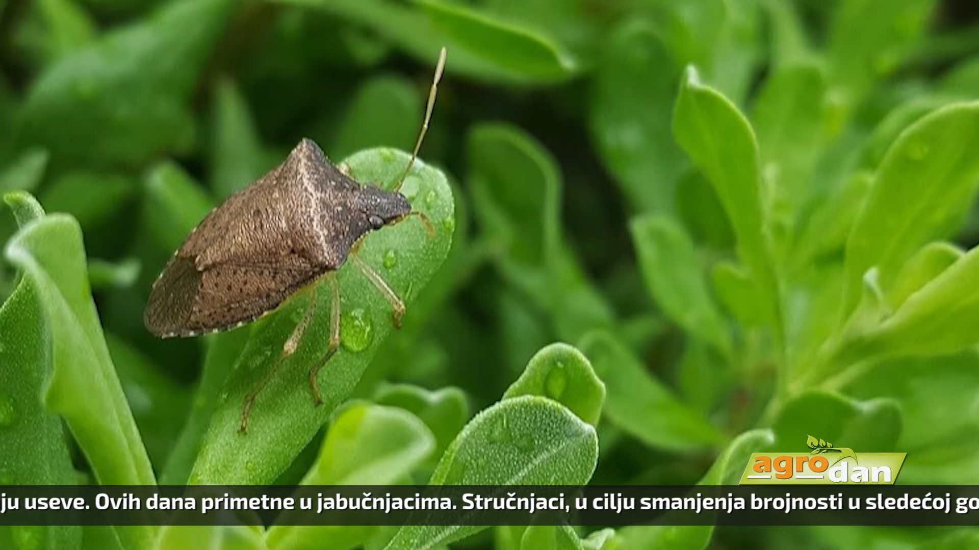 Agro DAN – sreda, 25.10.2023.