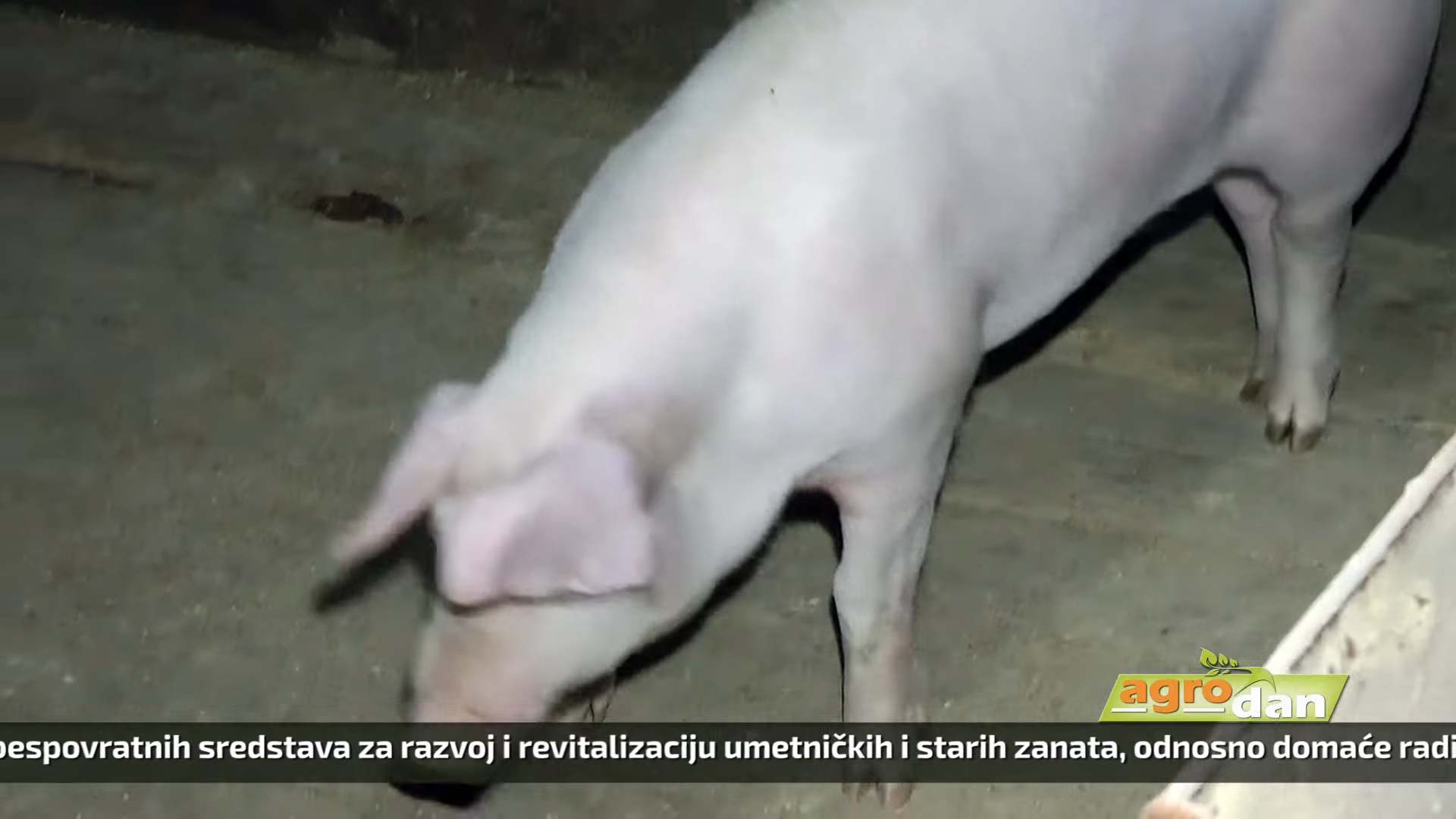 Agro DAN – četvrtak, 26.10.2023.