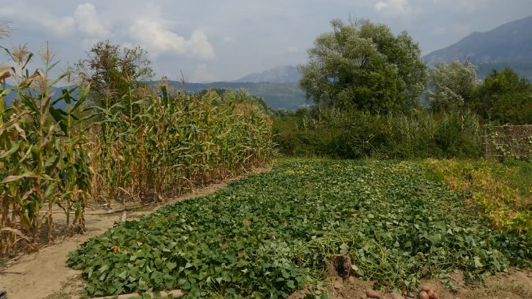 Sve više batata na domaćim oranicama