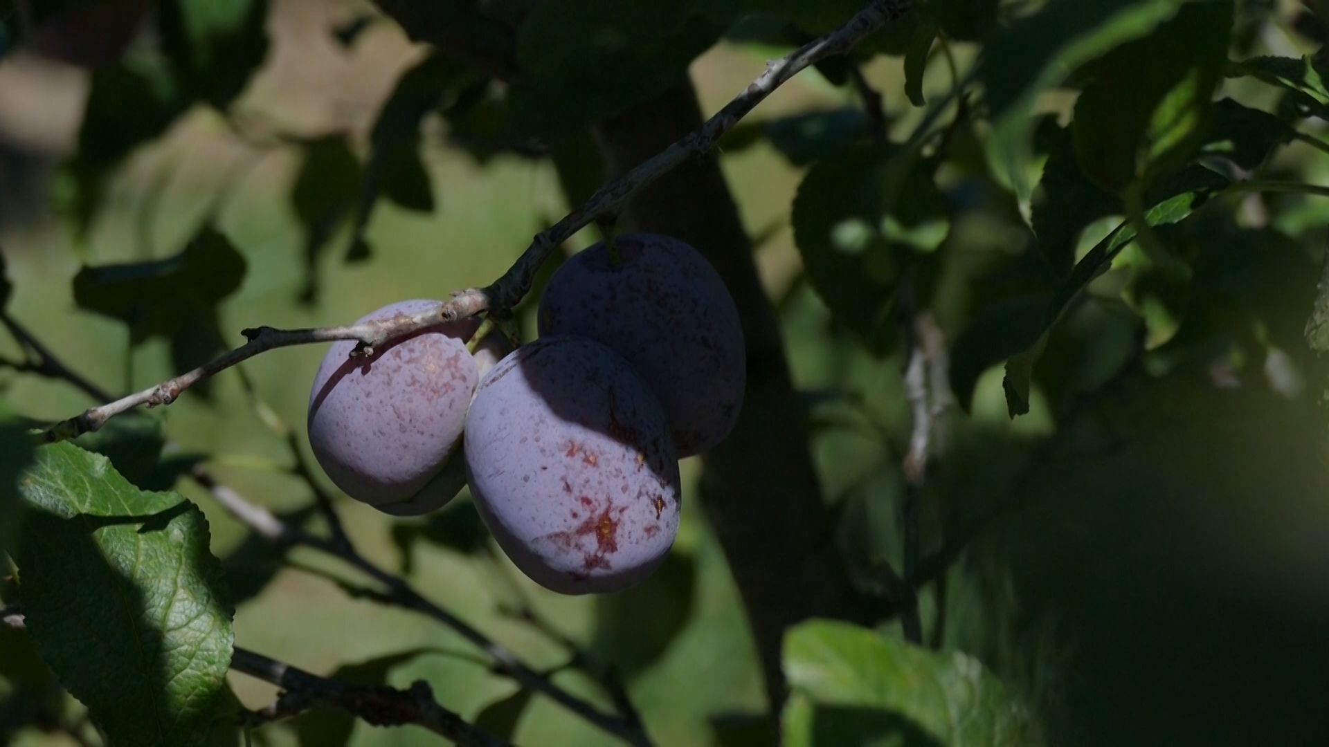 Tradicija branja klekovih bobica u novovaroškim selima