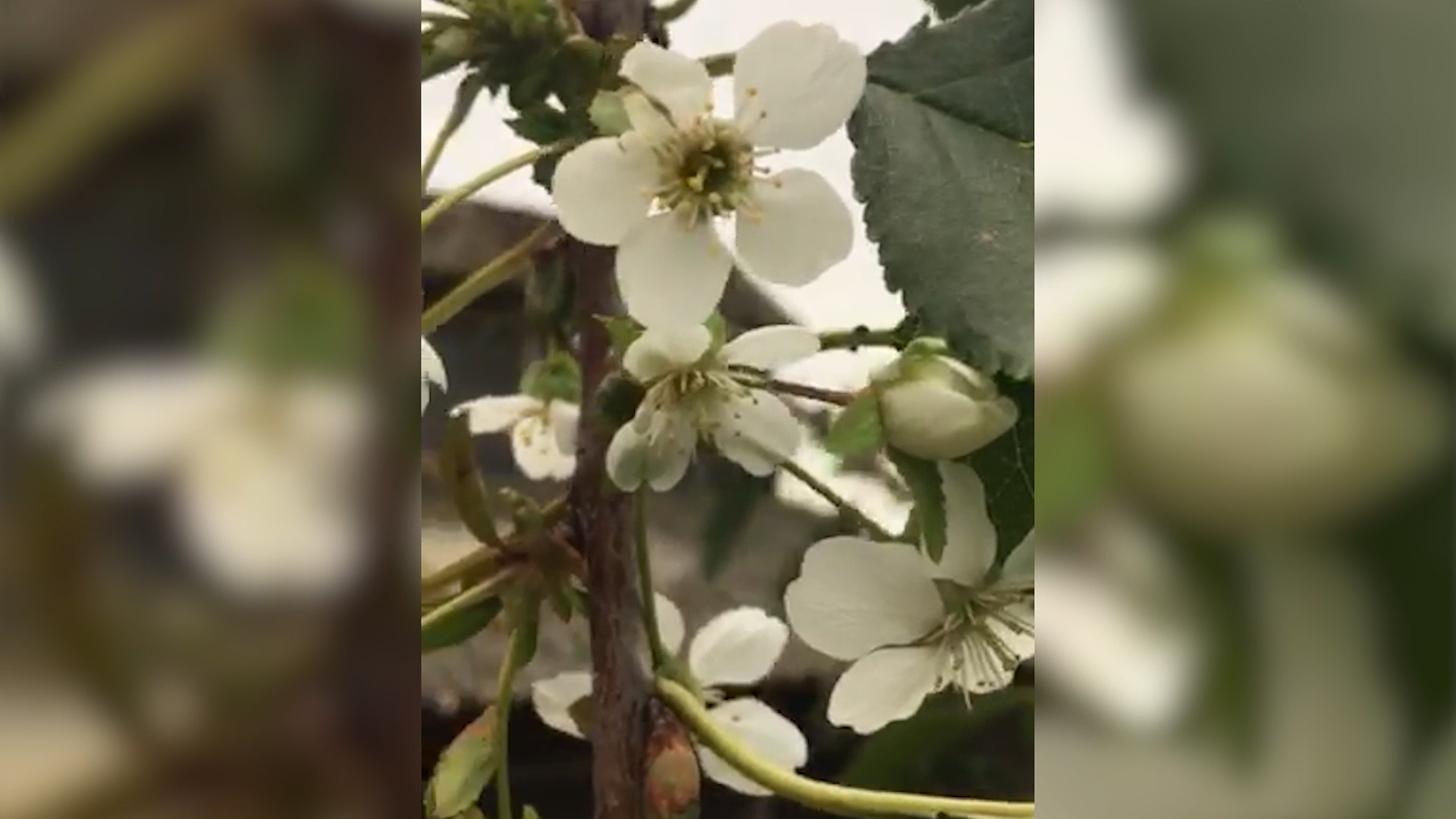 Retrovegetacija – jesenje listanje i cvetanje voća