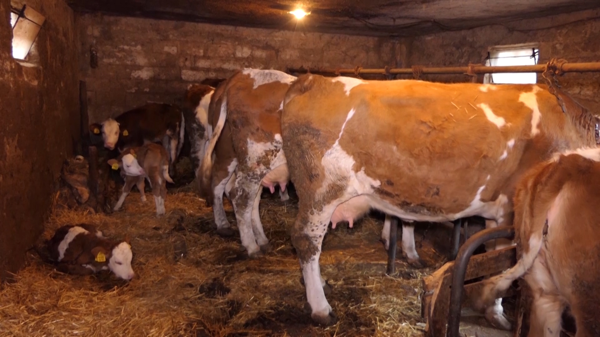 Đubrenje stajnjakom rešenje za popravku zemljišta