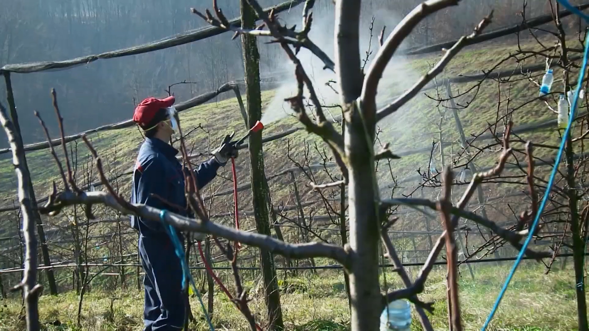 Dezinfekcija opalog lišća u voćnjacima