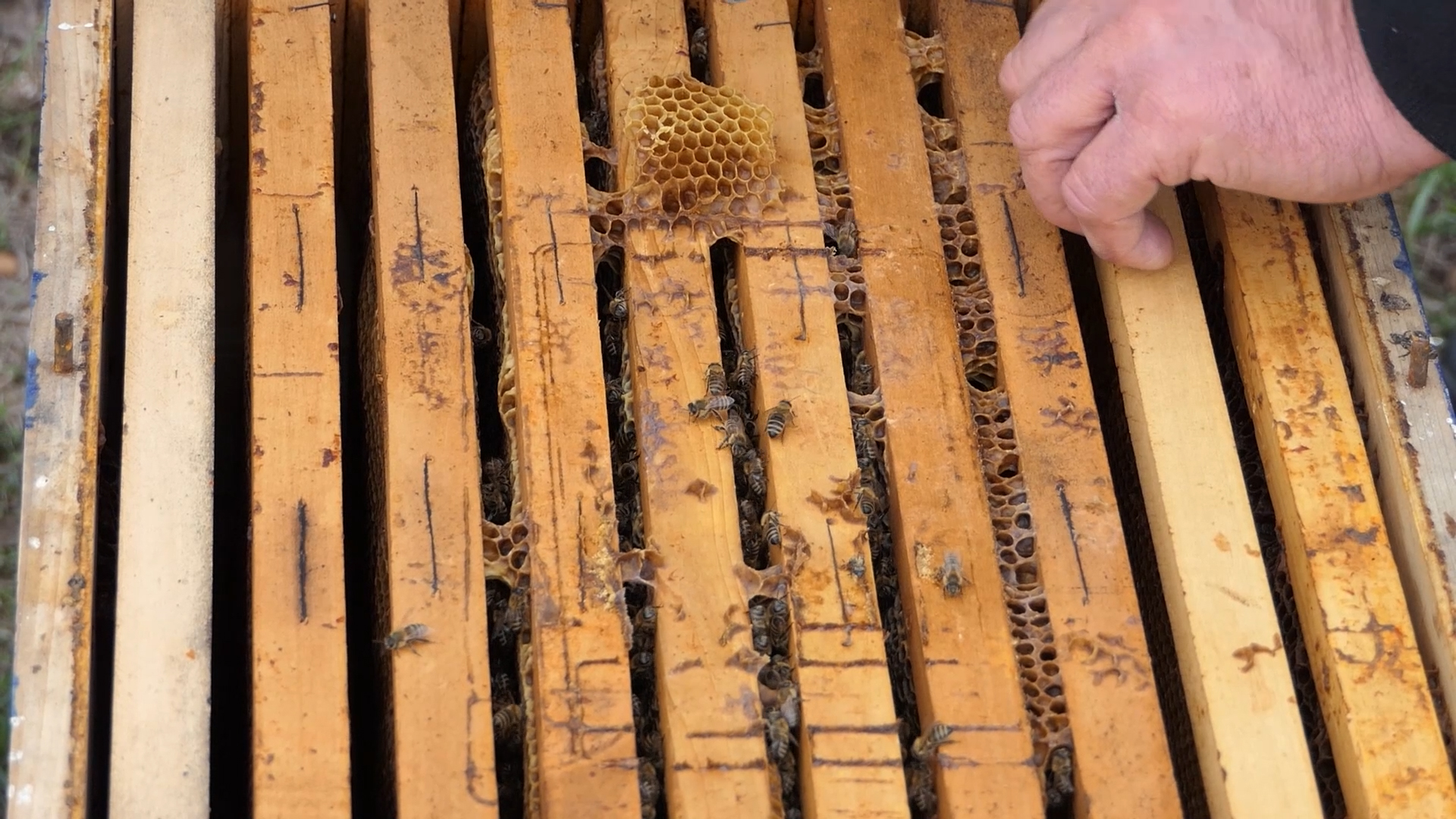 Radovi u pčelinjaku u novembru