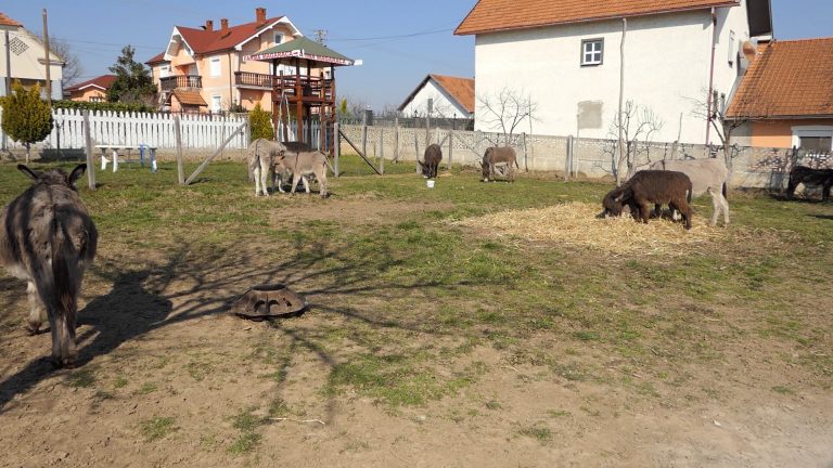 Bela kapija: Magareće mleko kao najtraženiji proizvod
