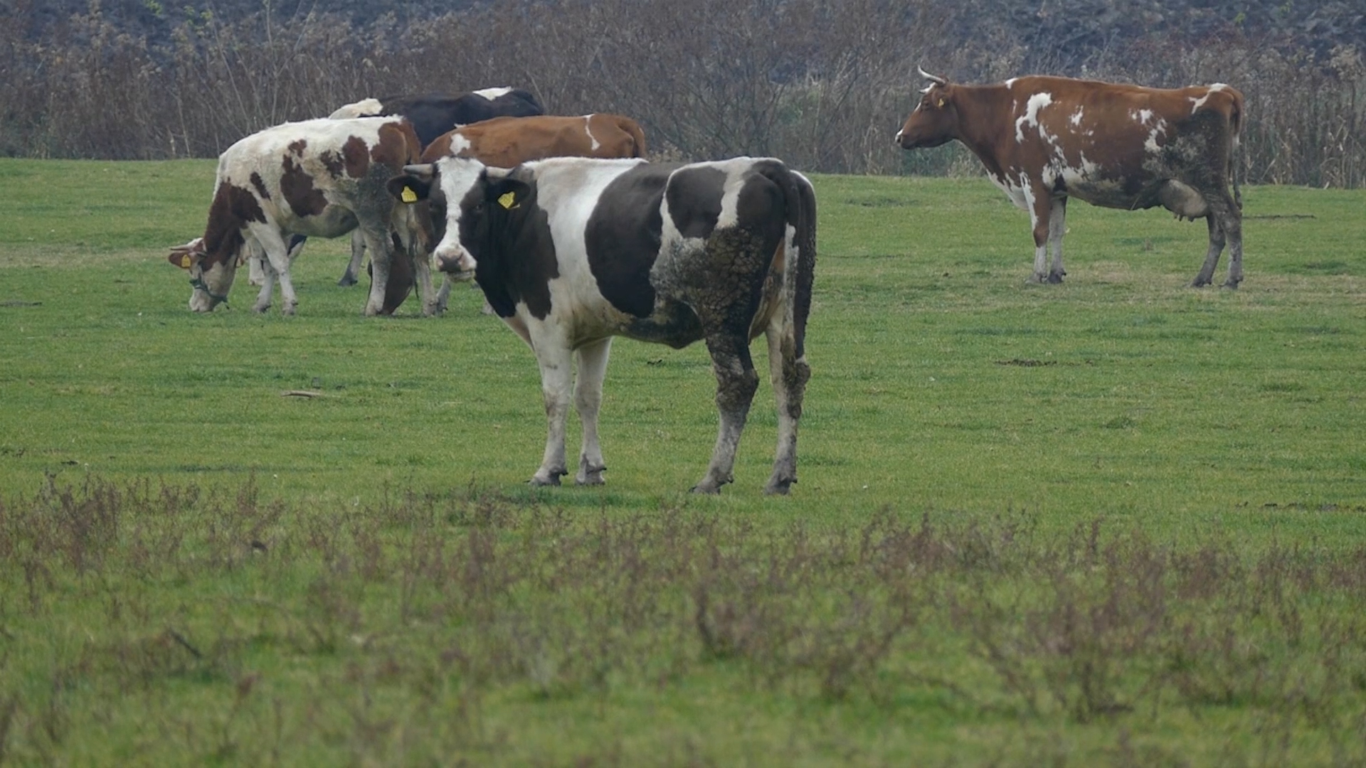 Postepeno prihvatanje obaveza iz Nitratne direktive