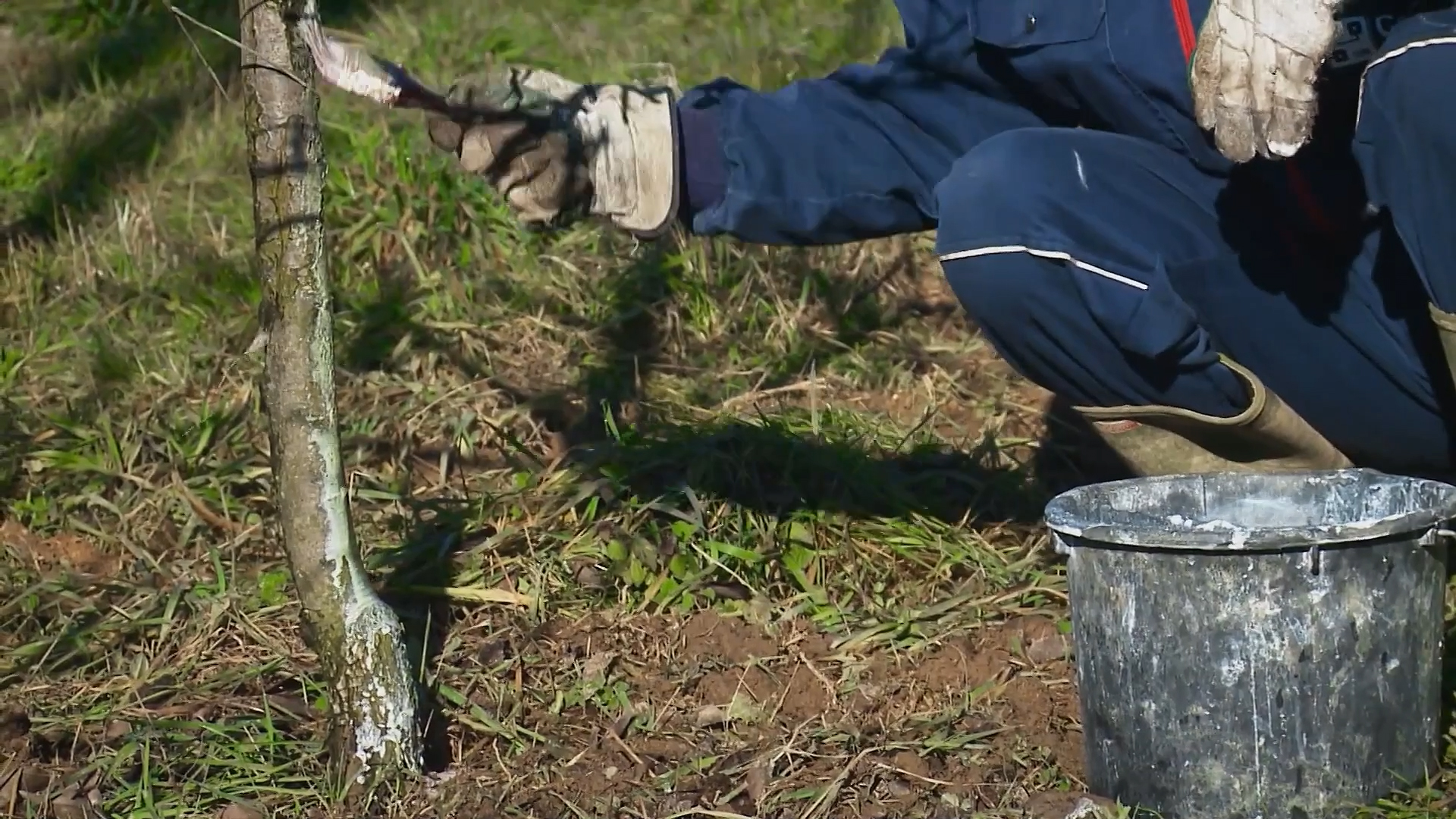 Vreme je za krečenje voćnih stabala