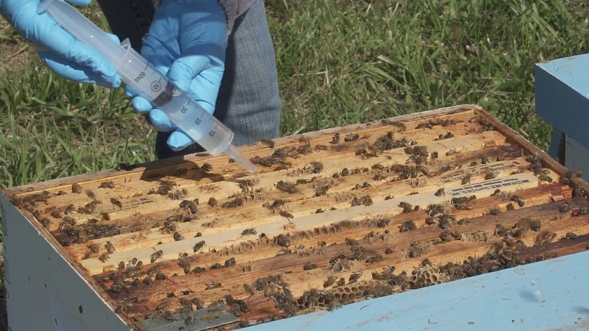 Zimski tretman pčela oksalnom kiselinom za efikasnu borbu protiv varoe