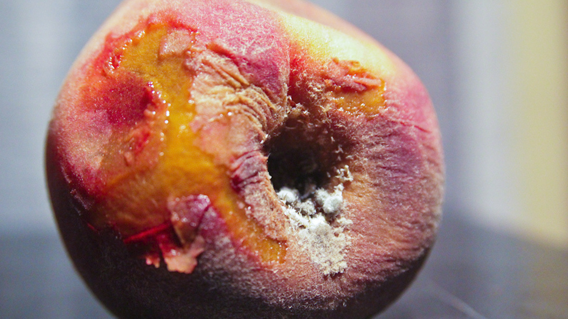 Mikotoksini –  nevidljiva pretnja u voću i povrću