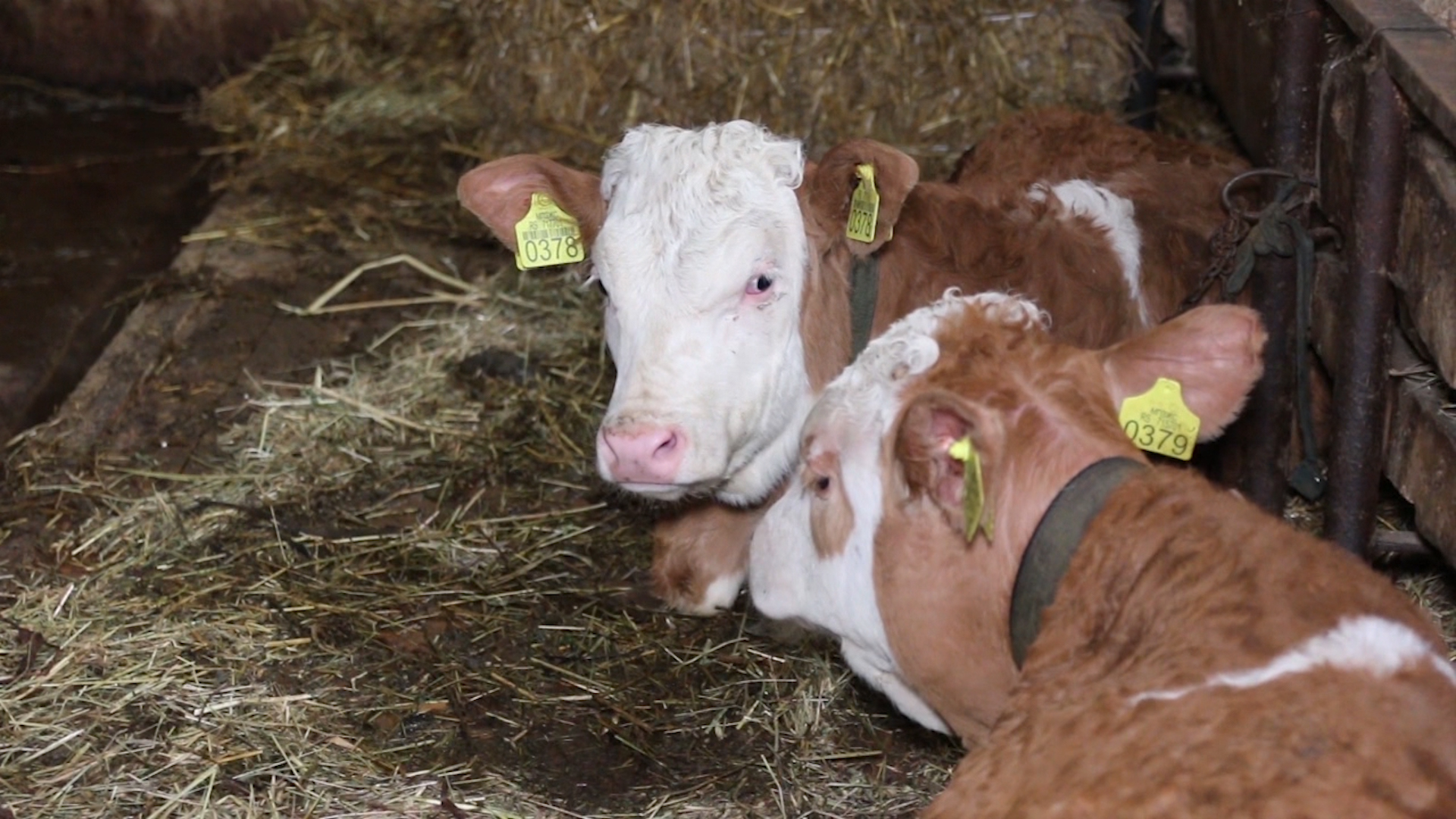 Stočari traže veće subvencije za krave i junice