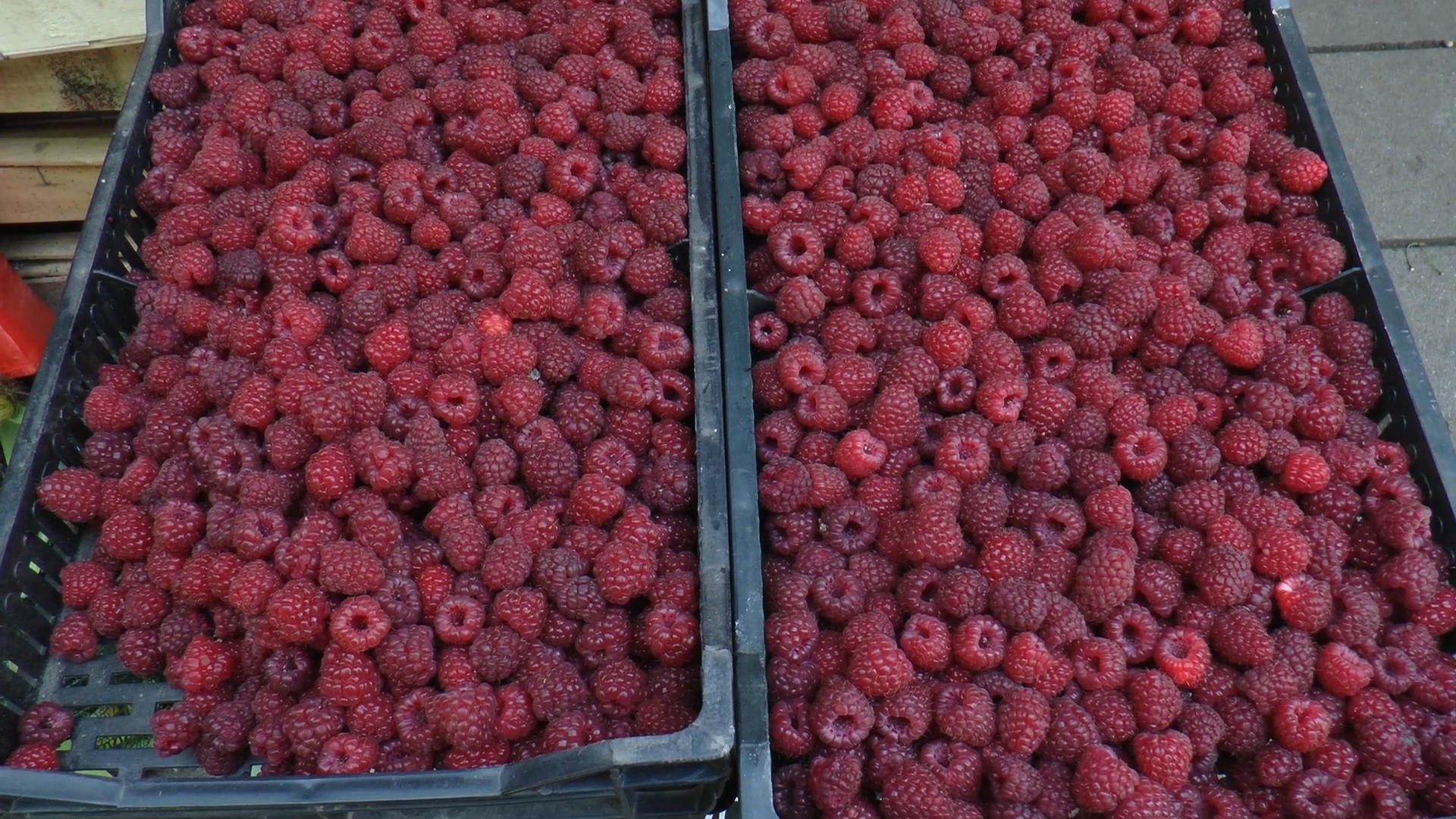 Zamrznuta malina dominira u ovogodišnjem izvozu