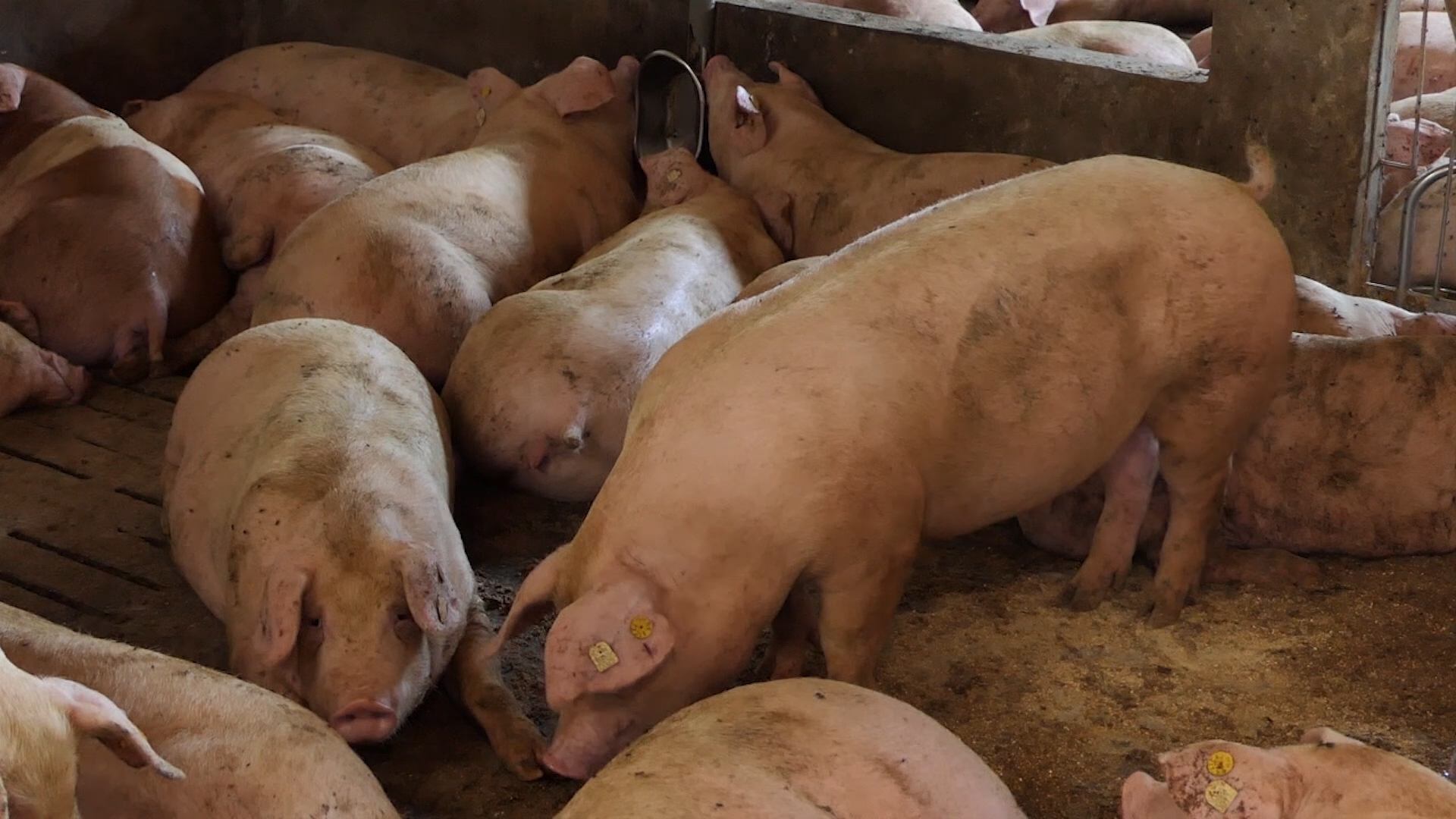 Da li je niža cena tovljenika rezultat uvoza svinjetine?