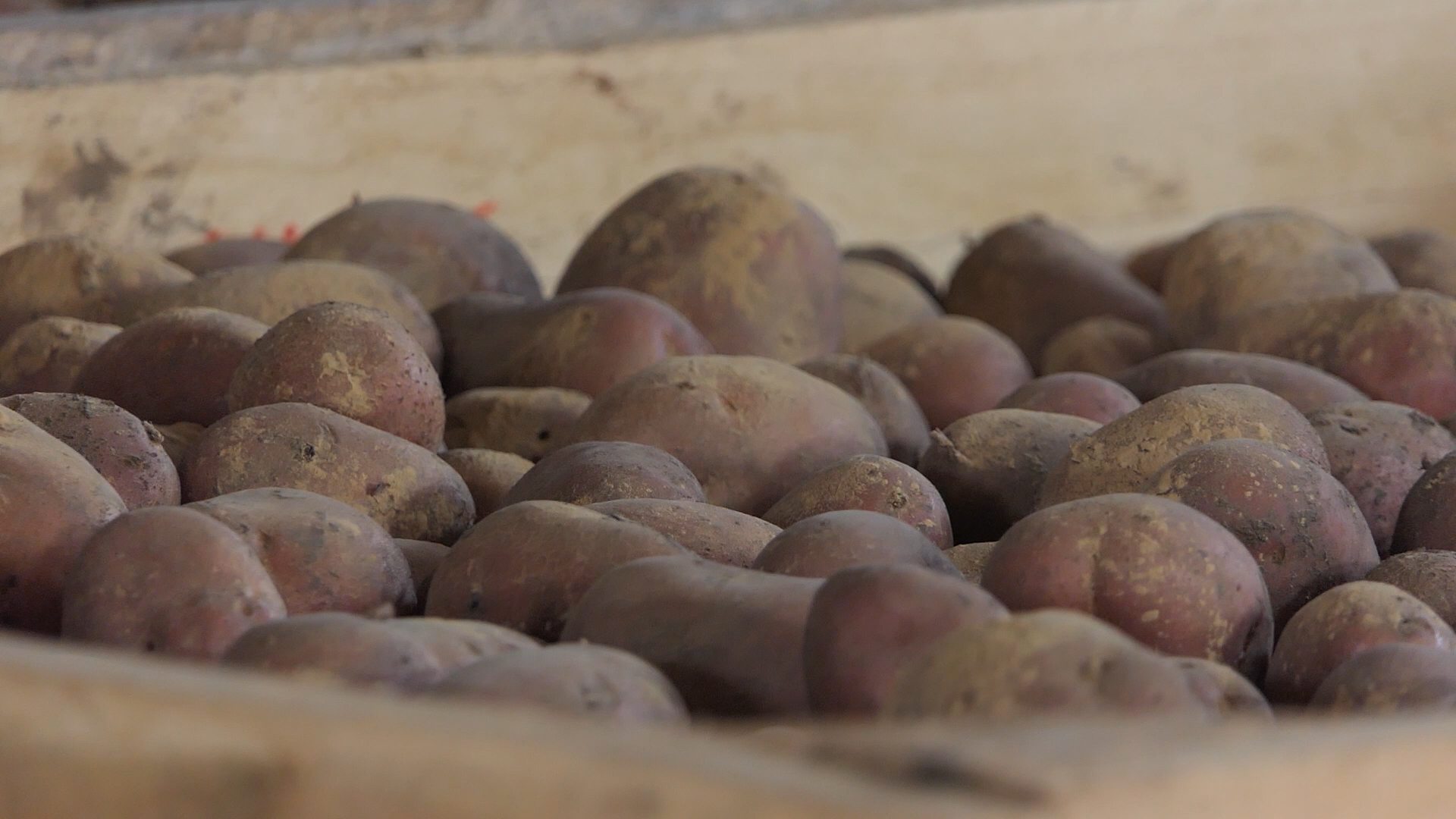 Ko je sadio, dobro je prošao – Zarada do 10.000 evra od krompira