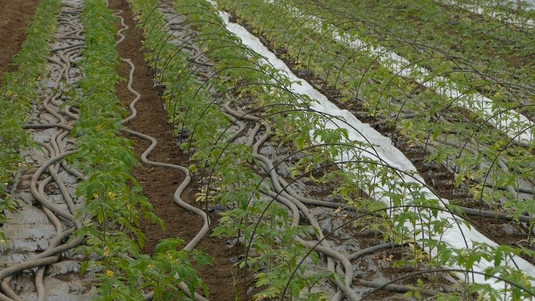 Organski i domaći proizvodi iz Pivnica