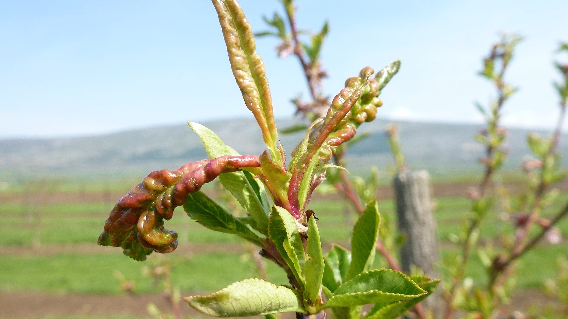 Kovrdžavost lista breskve – zaštita zimi i u rano proleće