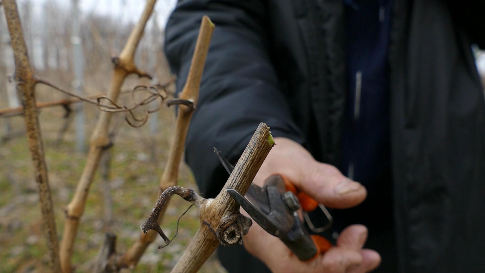 Kada je pravo vreme za zimsku rezidbu vinograda?