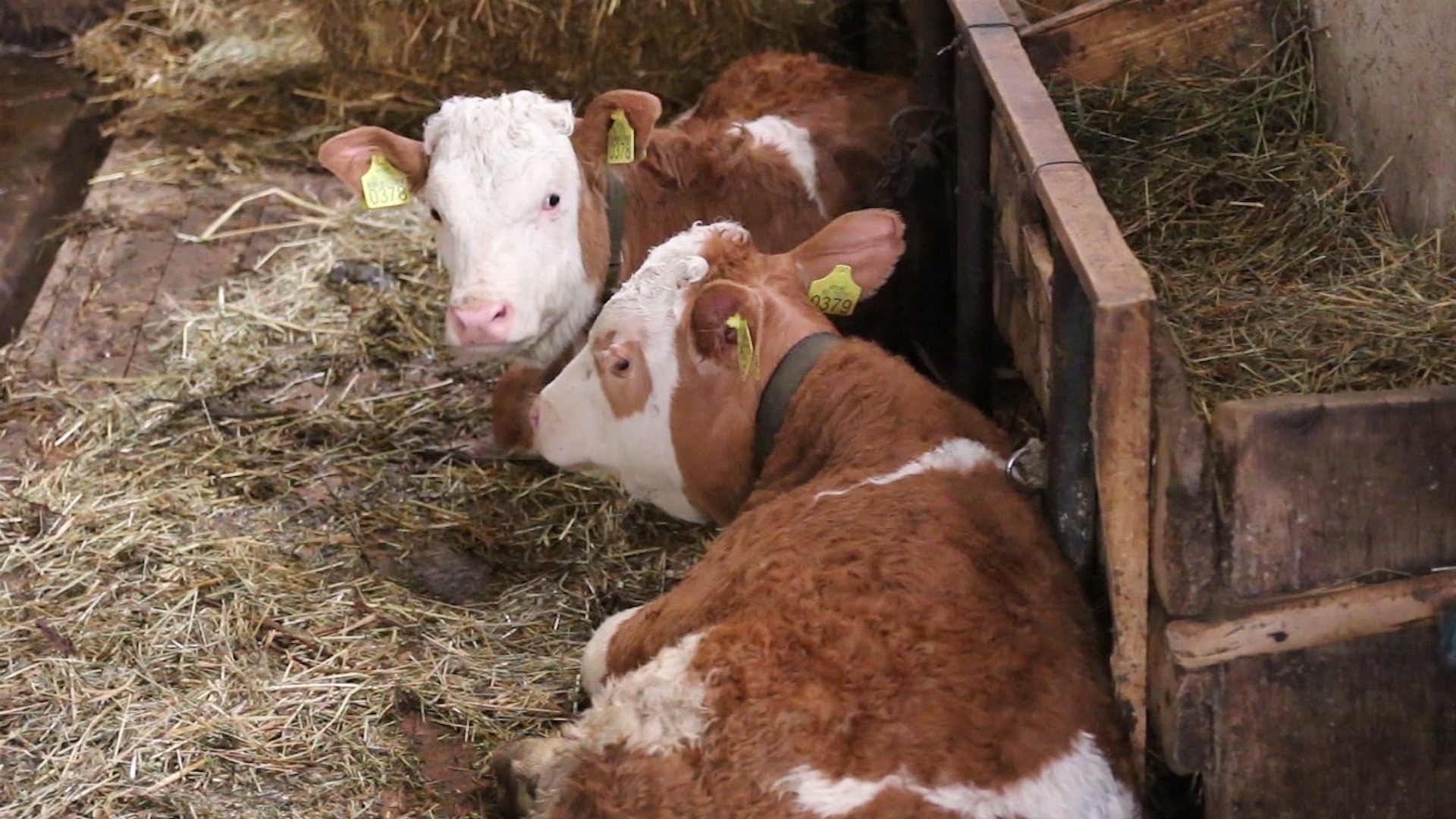 Agro DAN za četvrtak, 21.3.2024.