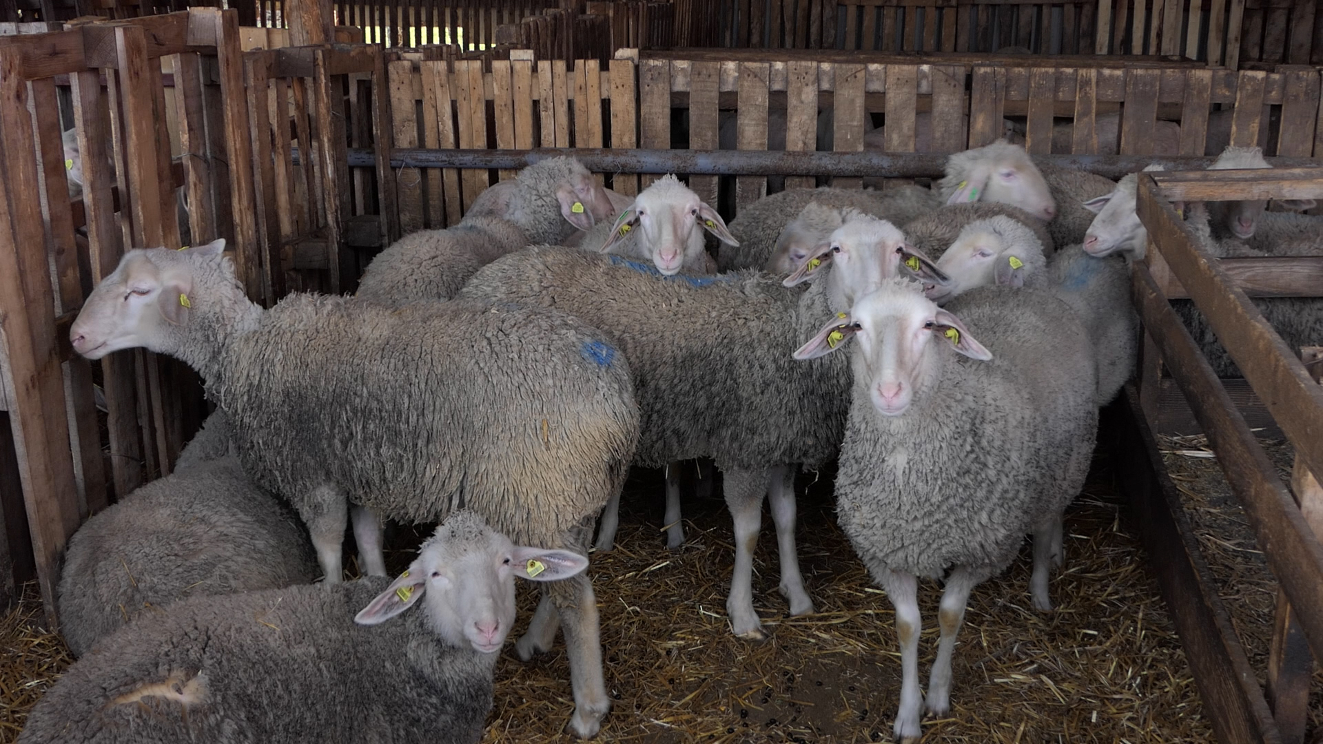 Farma virtemberg ovaca u Ravnom Selu među najboljima u Srbiji