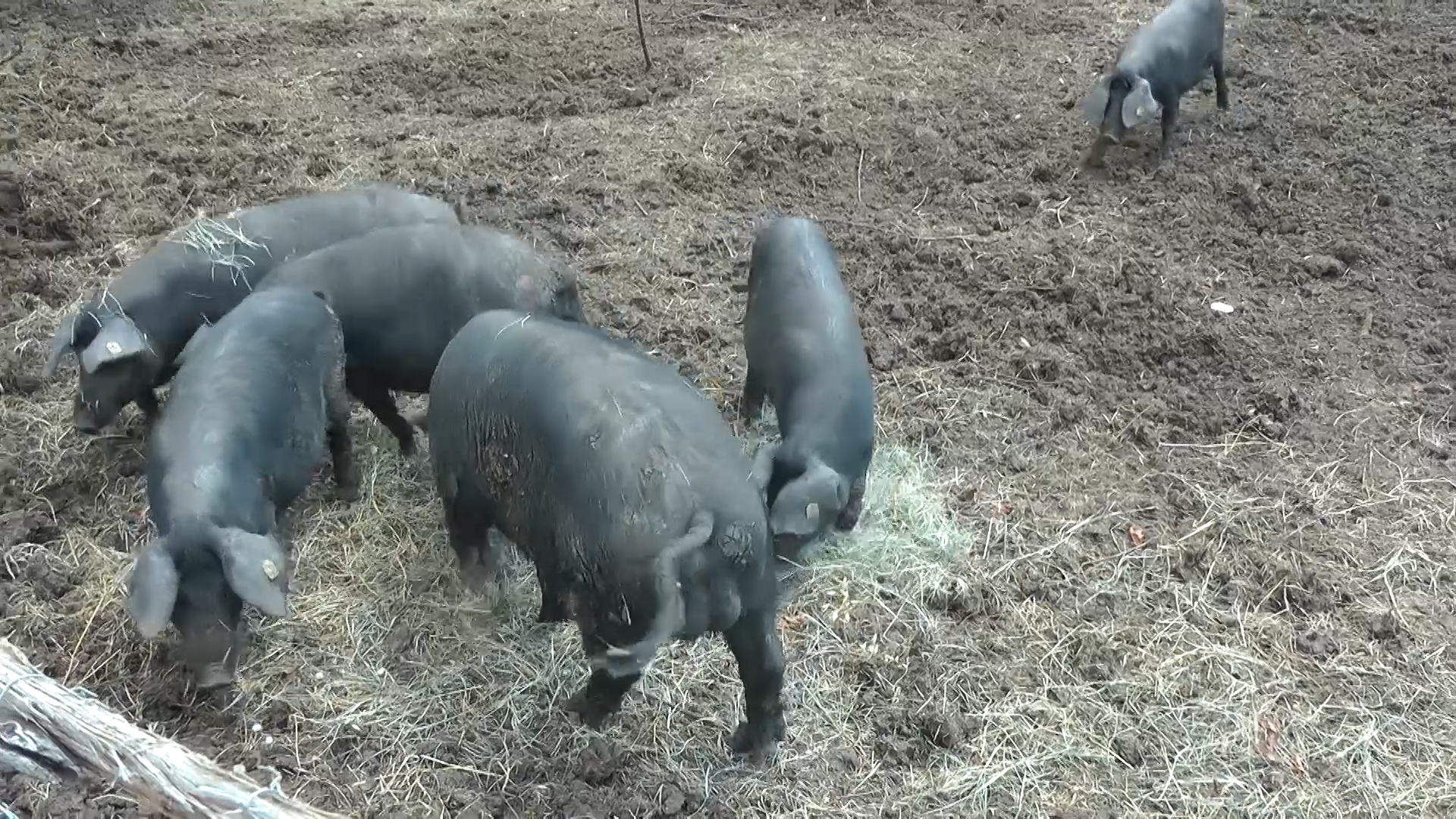 Moravka, resavka i mangulica čuvaju srpsku tradiciju