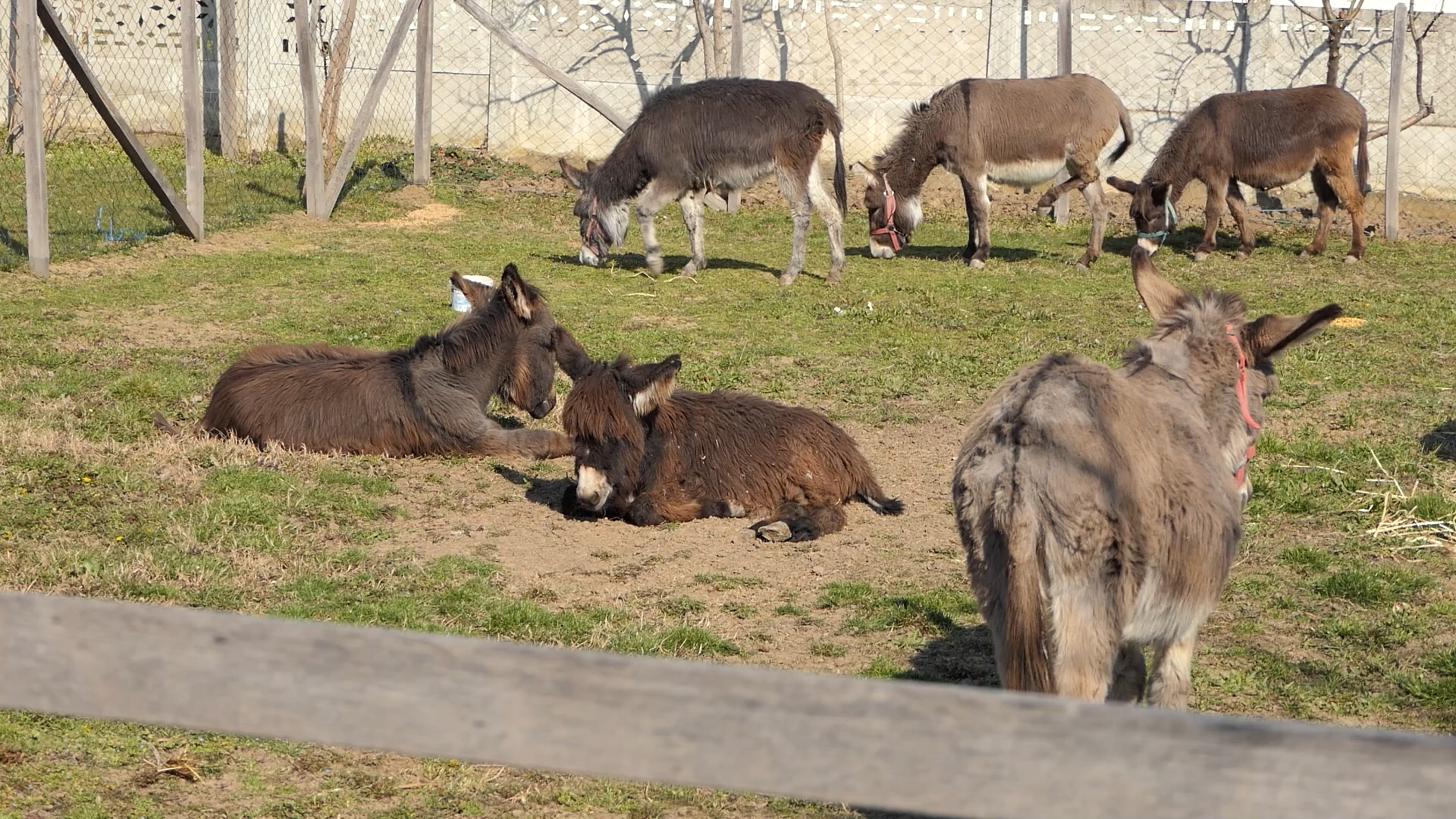 Bela kapija: Očuvanje balkanskog magarca i lekovita proizvodnja