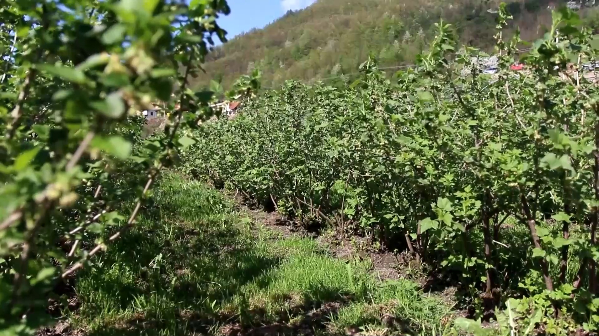 Ribizla sve interesntnija proizvodjačima