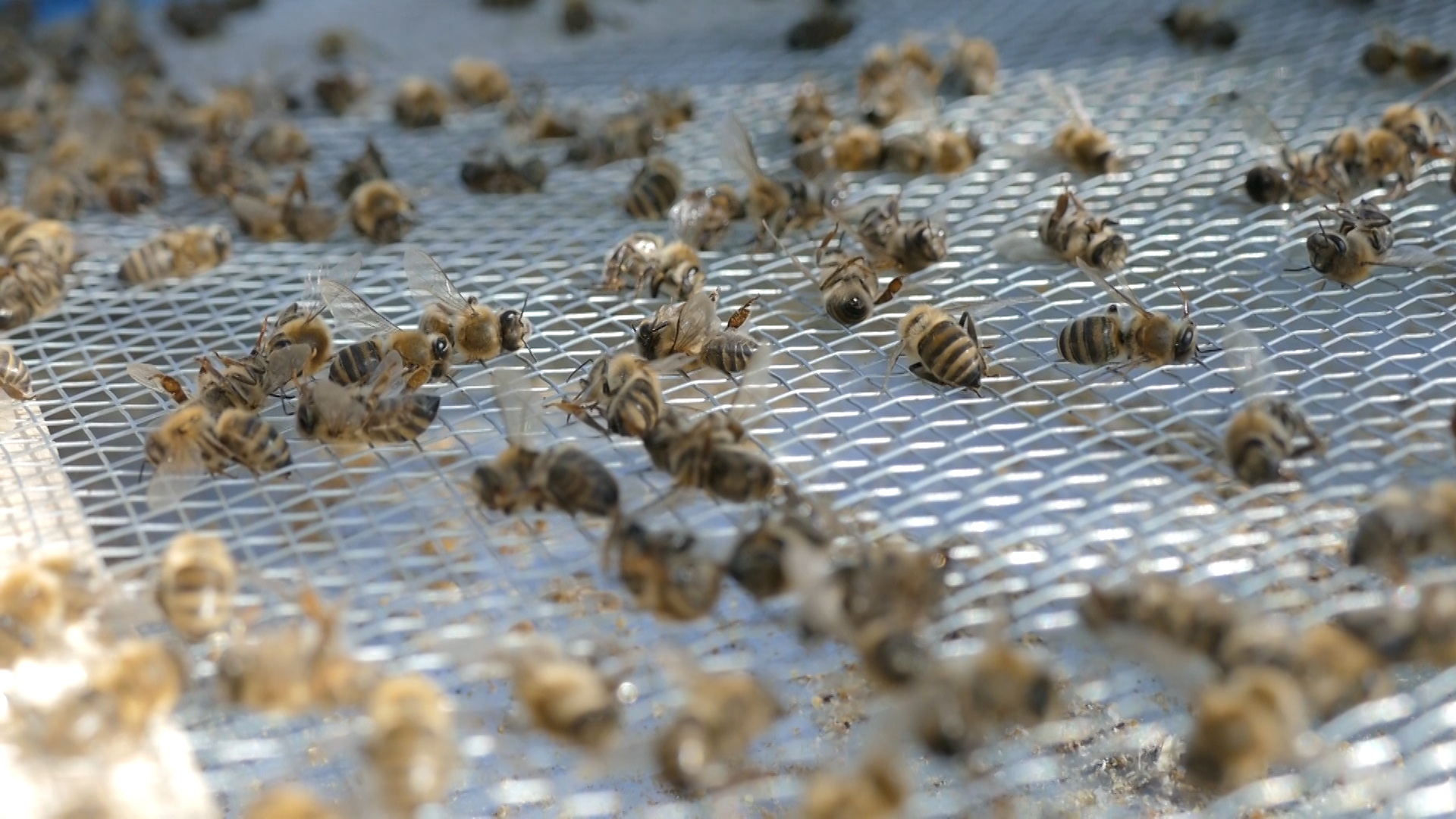 Nepravilna primena pesticida ozbiljna pretnja pčelama