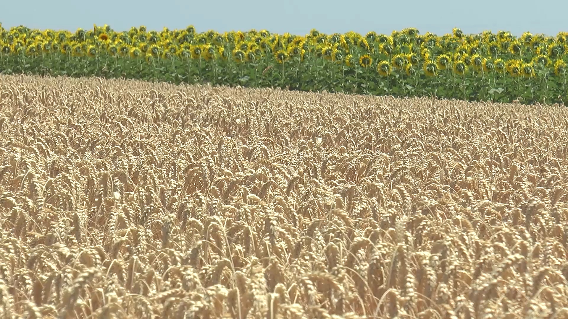 Agro DAN za ponedeljak, 11.3.2024.