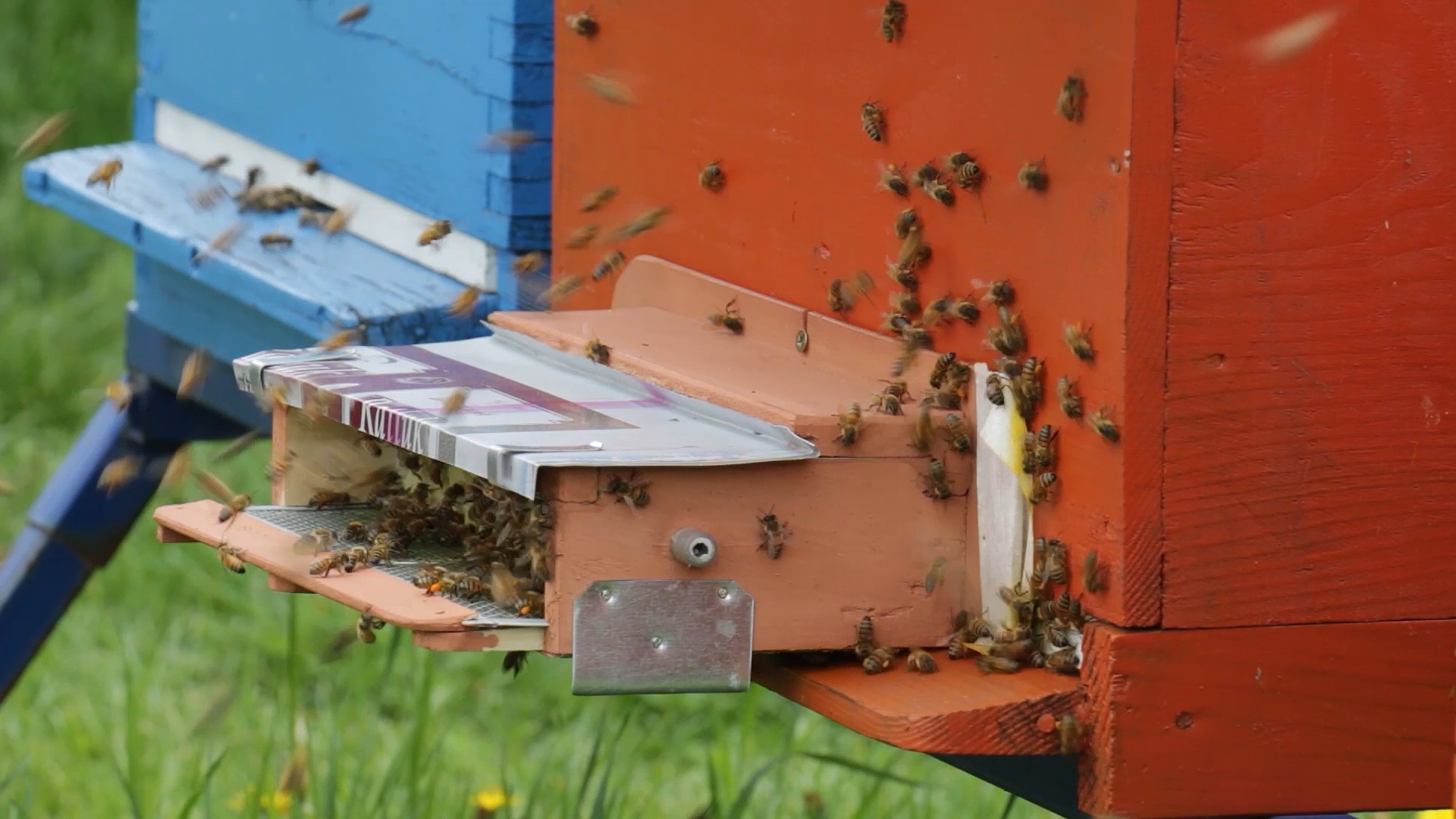 Pčelari tokom aprila obavezni da prijave broj košnica