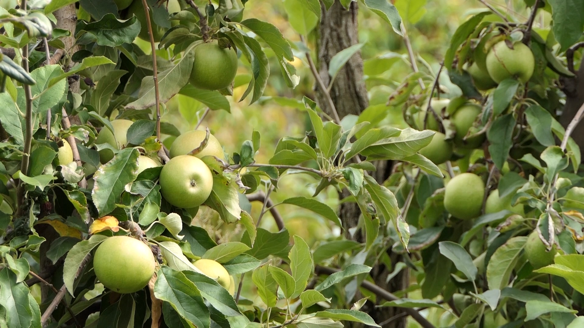 Neophodno zadržati dobar kvalitet jabuke iz voćnjaka